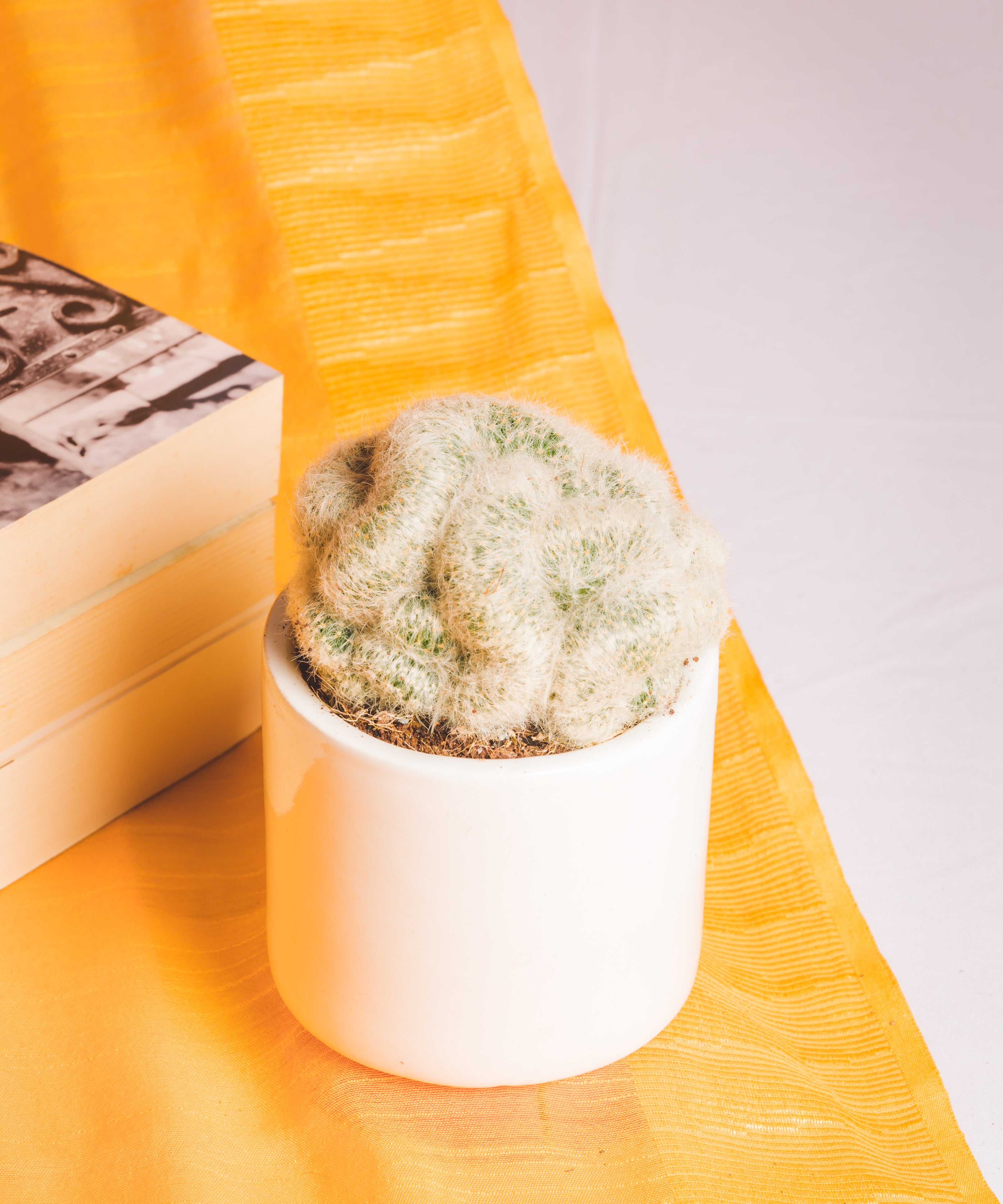 Mammillaria Albicoma Cristata