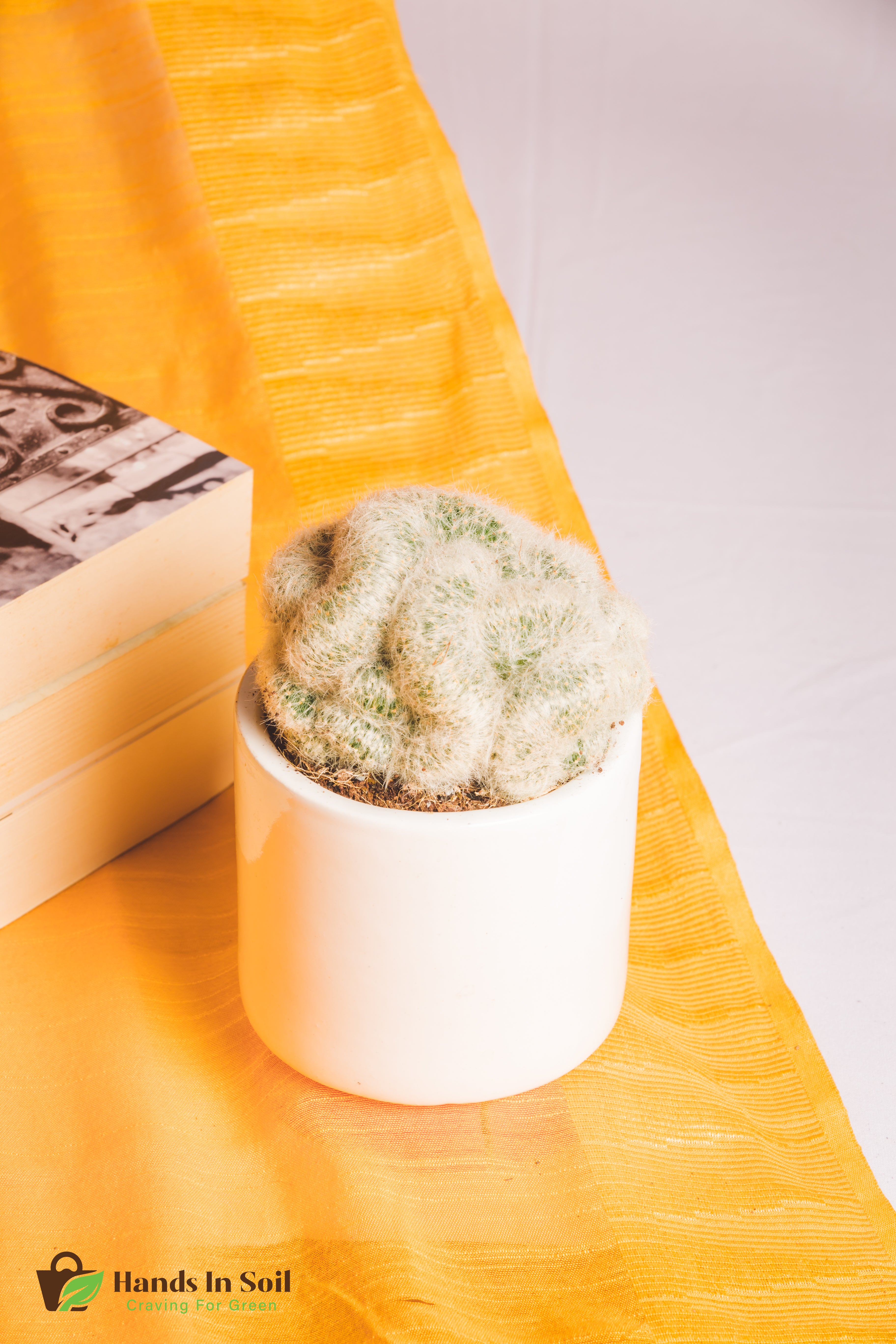 Mammillaria Albicoma Cristata