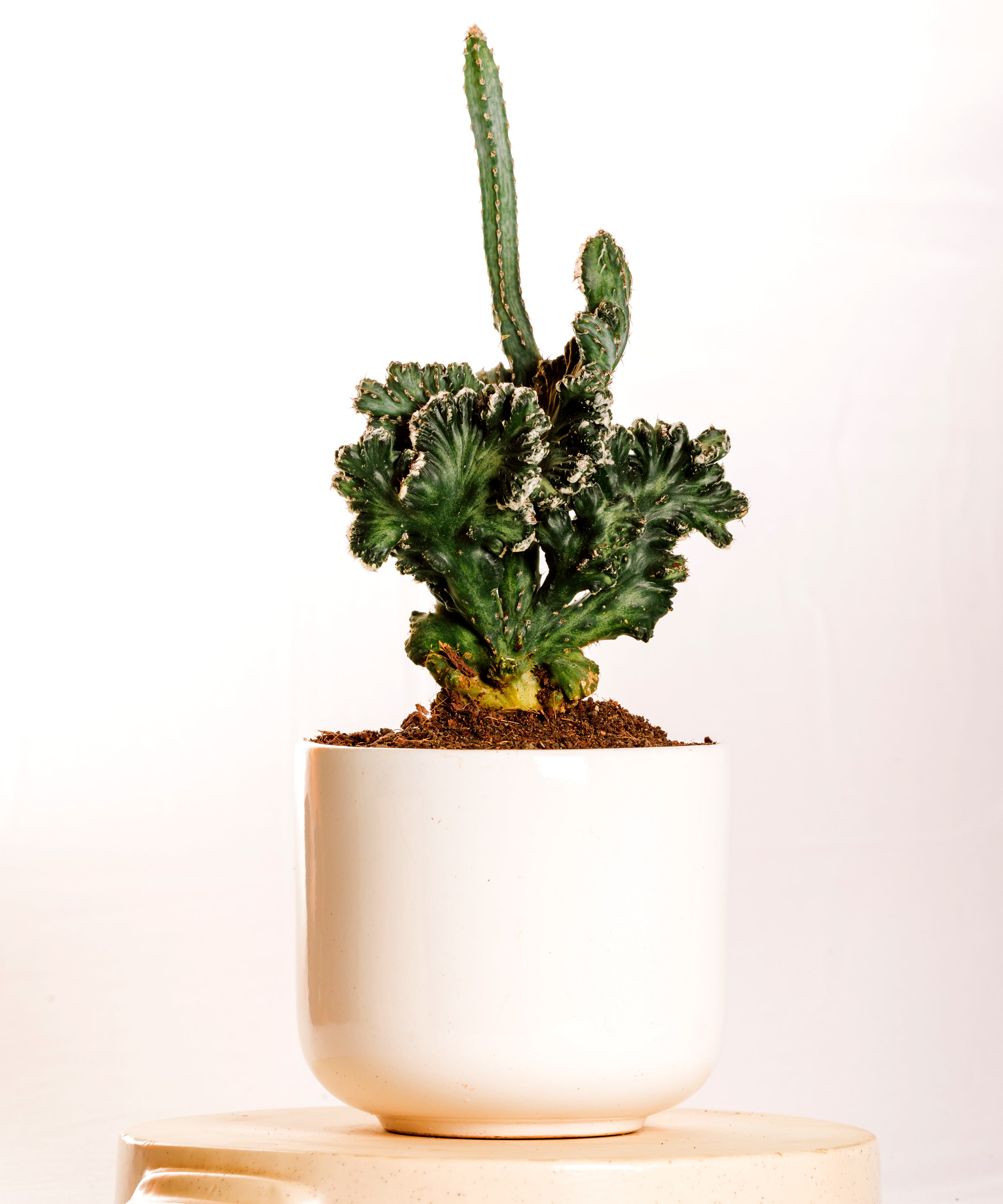 Monvllea Cereus Spegazinii Cristata
