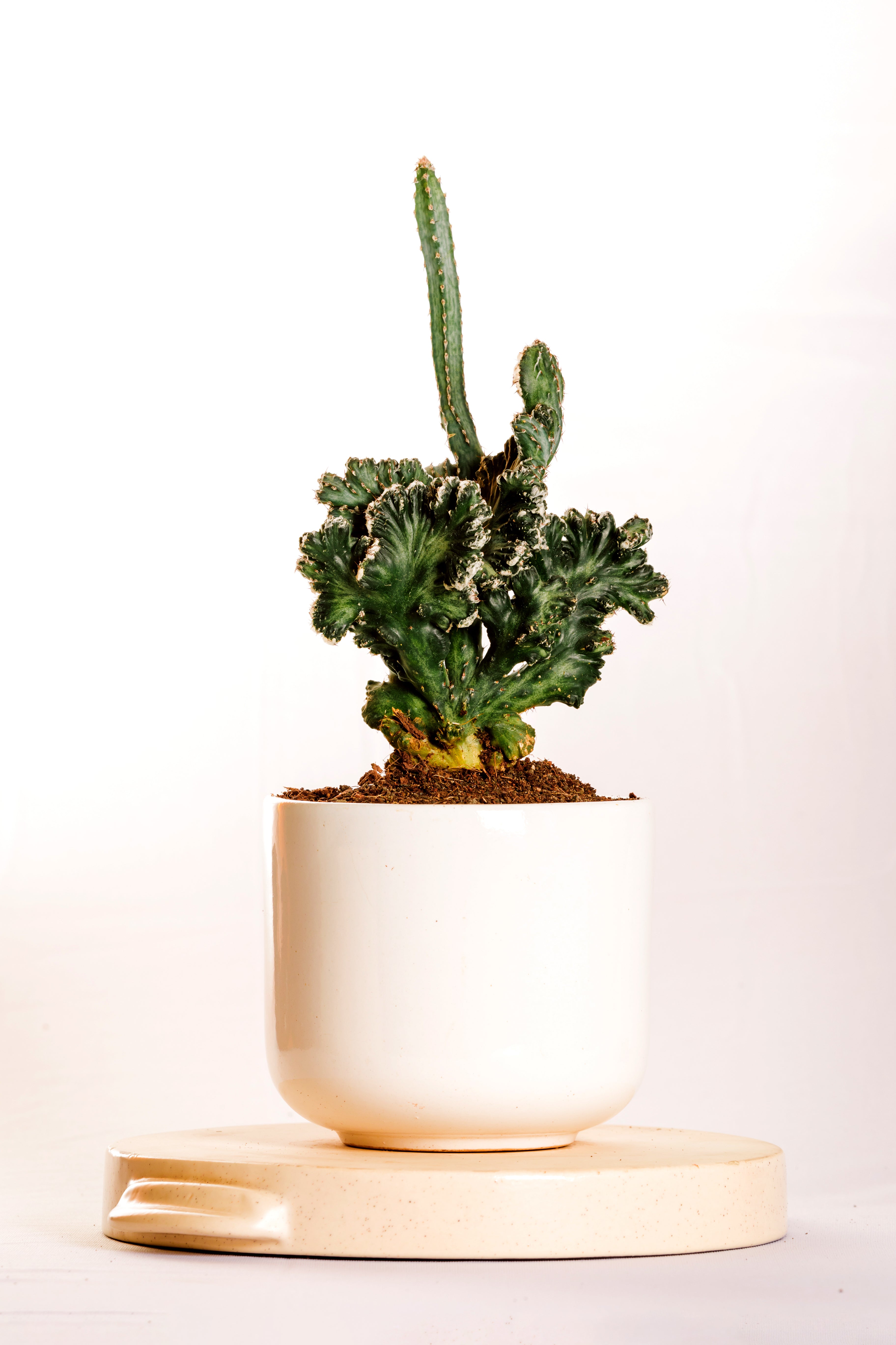 Monvllea Cereus Spegazinii Cristata