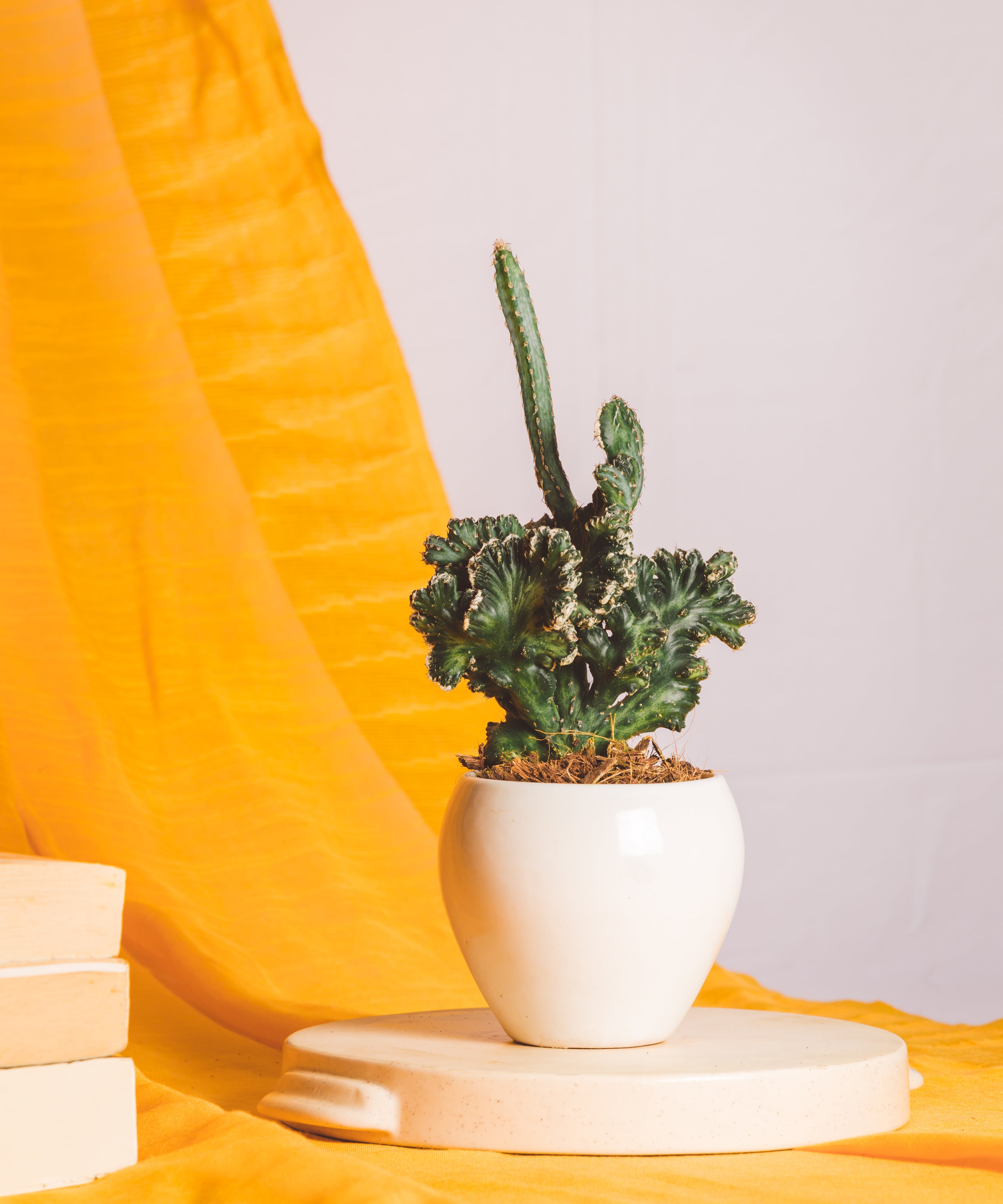 Monvllea Cereus Spegazinii Cristata