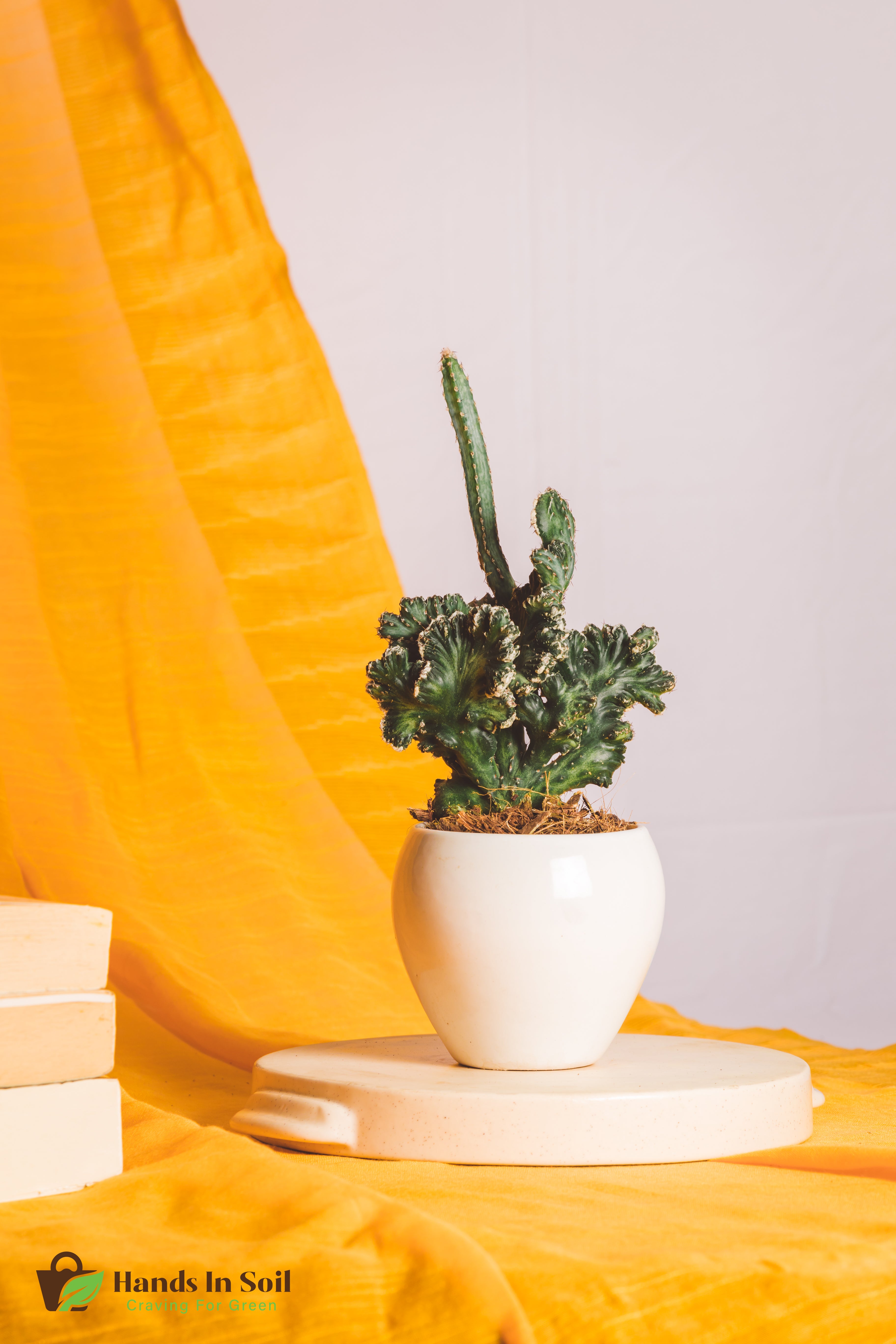 Monvllea Cereus Spegazinii Cristata