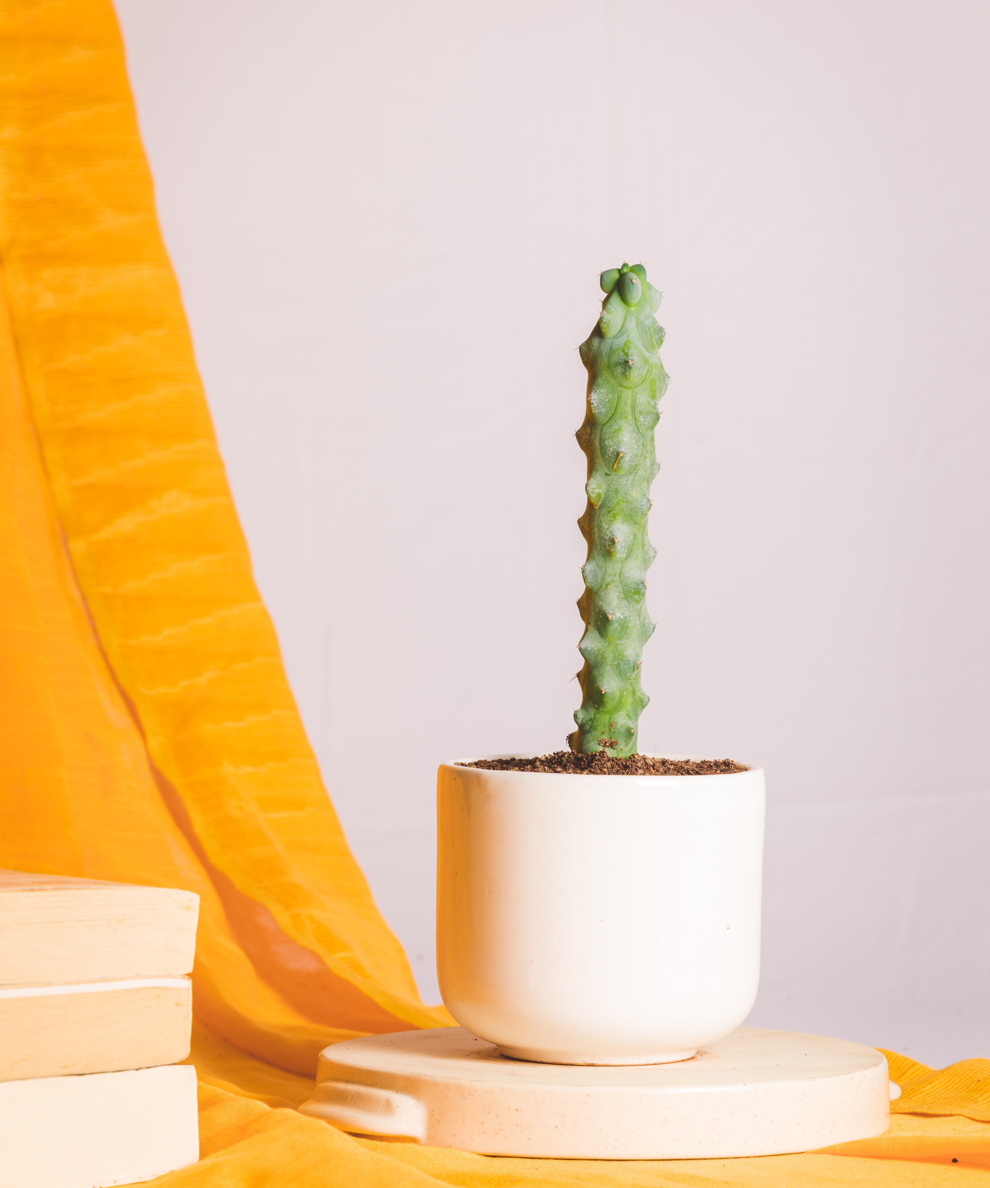 Myrtillocactus Geometrizans 'Fukurokuryuzinboku'
