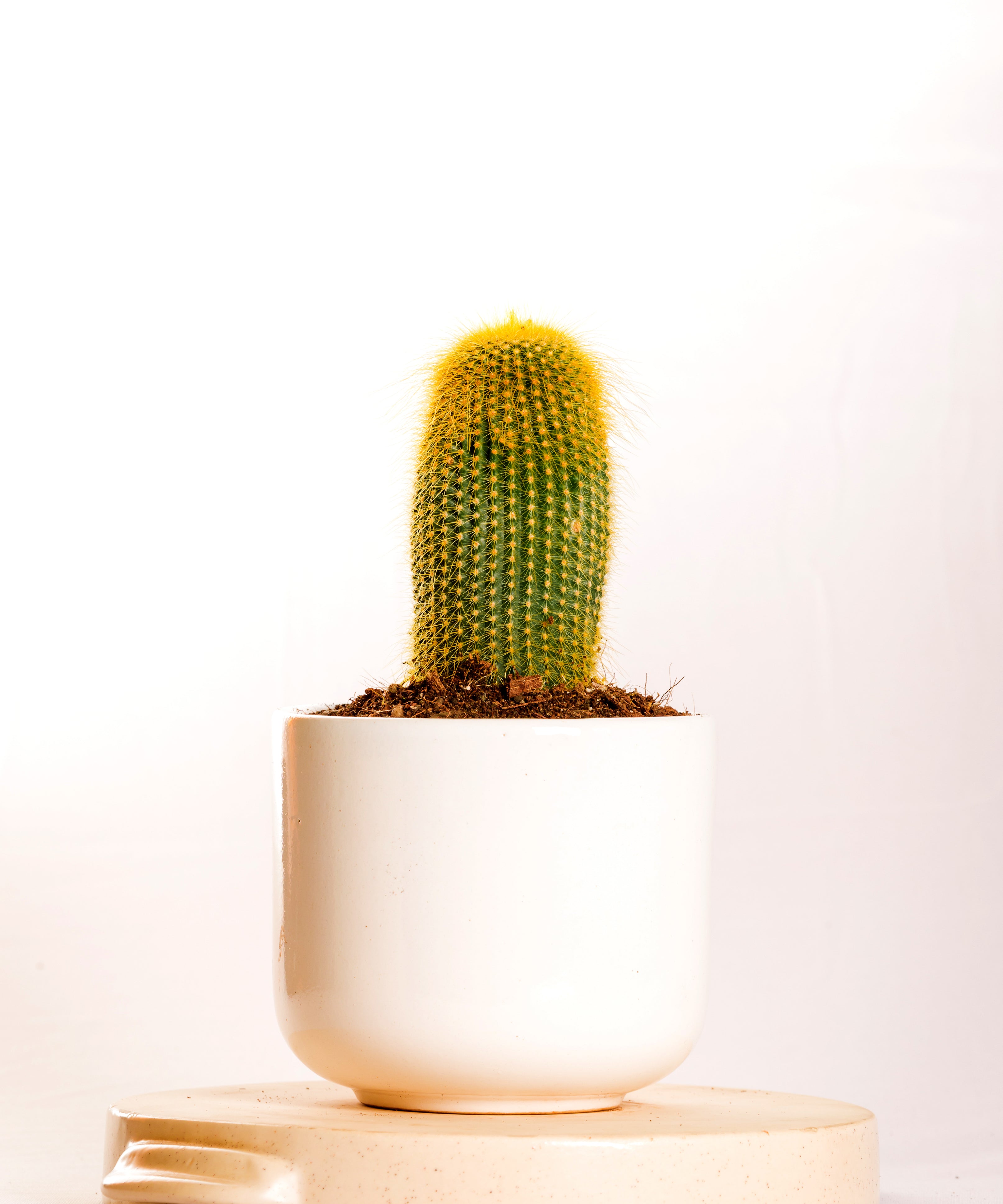 Parodia Leninghussi