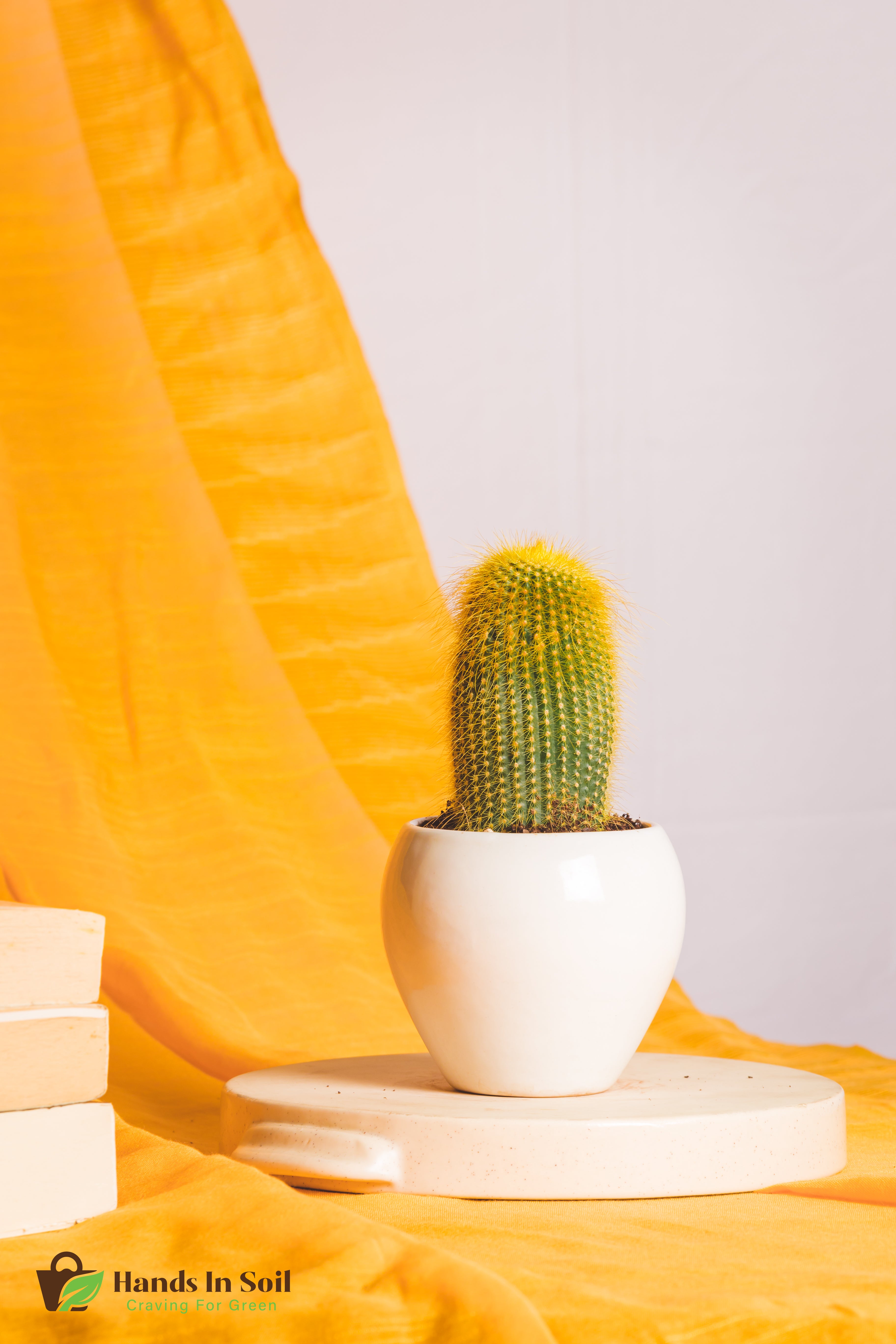 Parodia Leninghussi 1