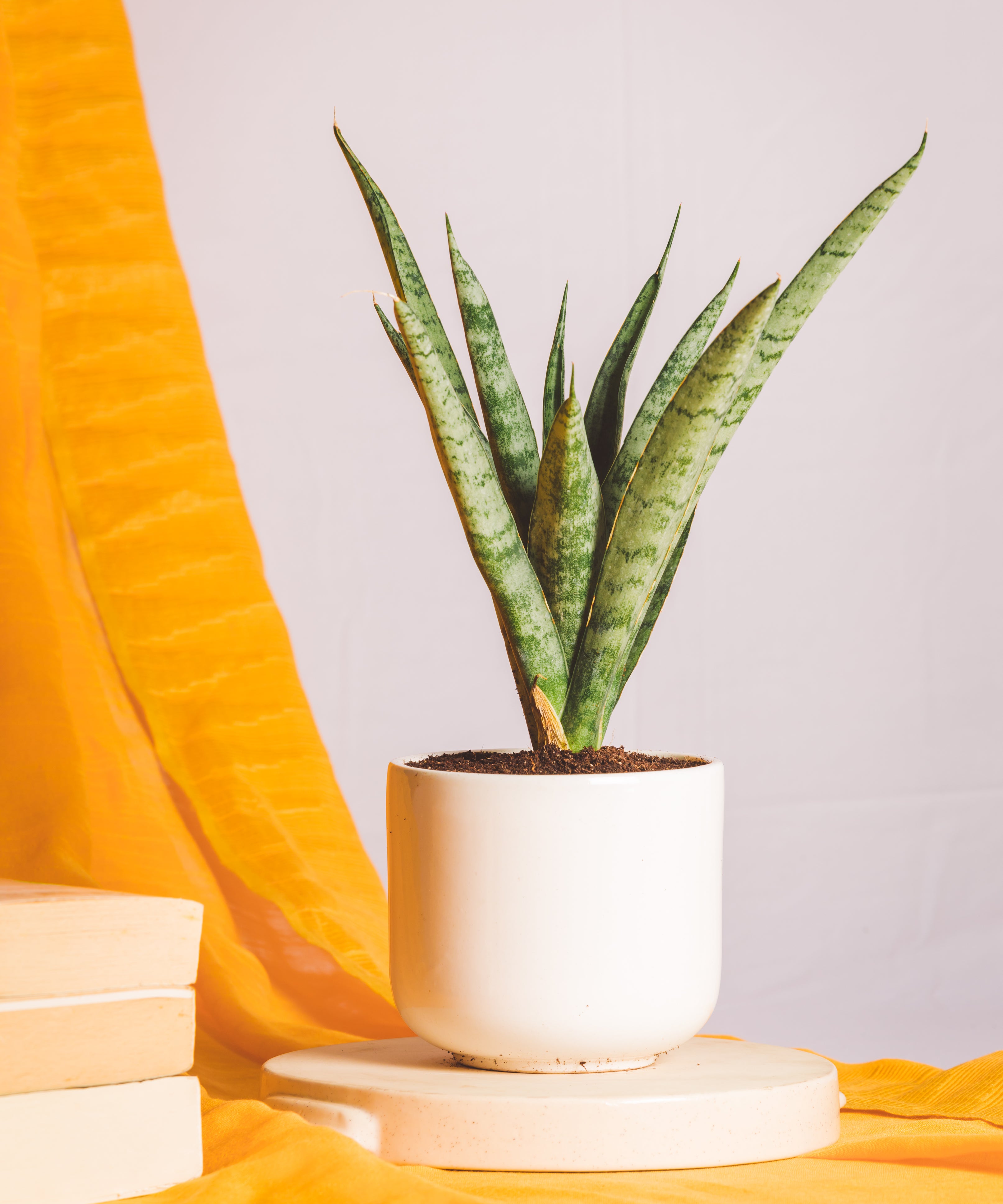 Sanseveria Moto