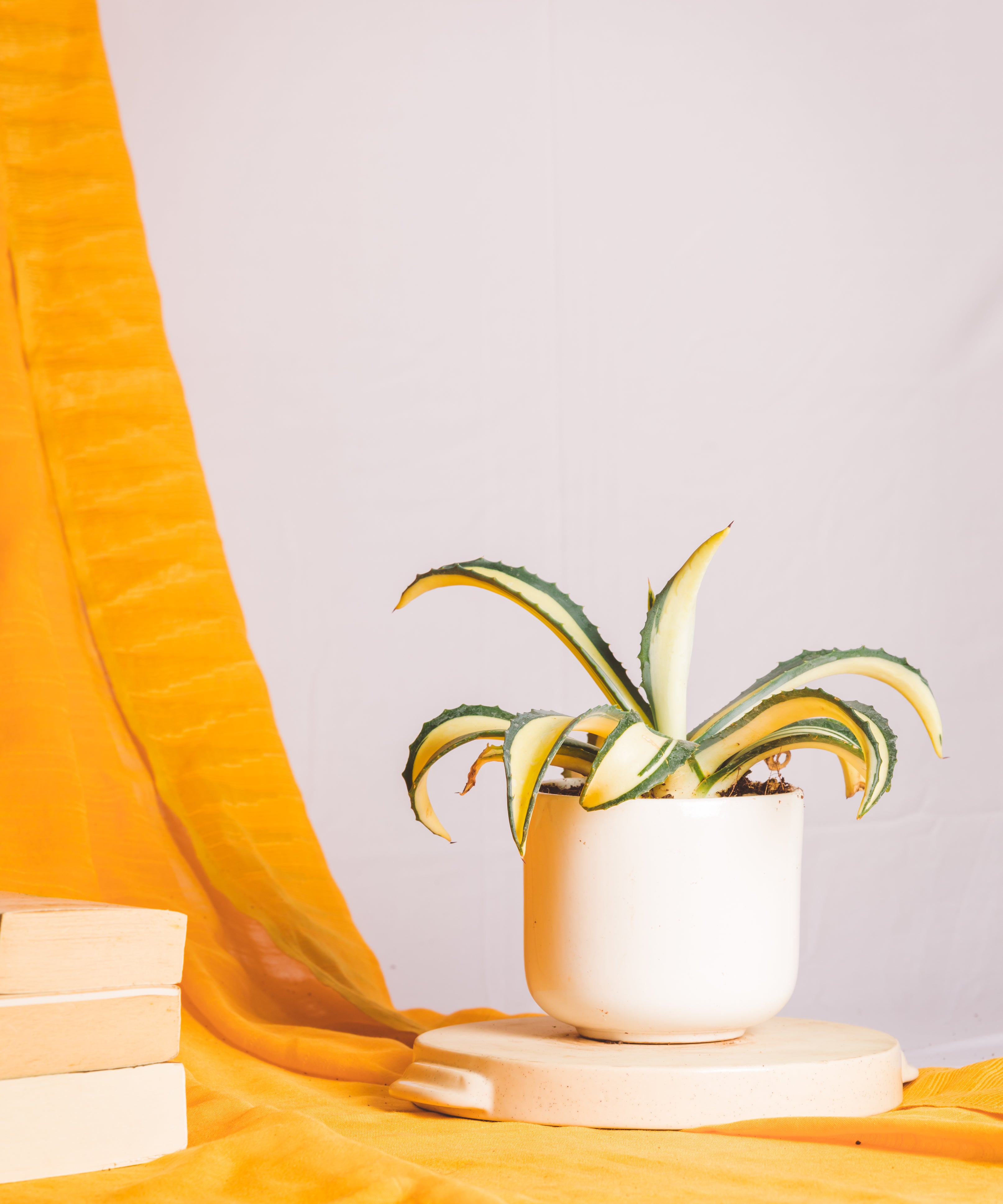 Agave Americana Mediopicta Aurea - Big