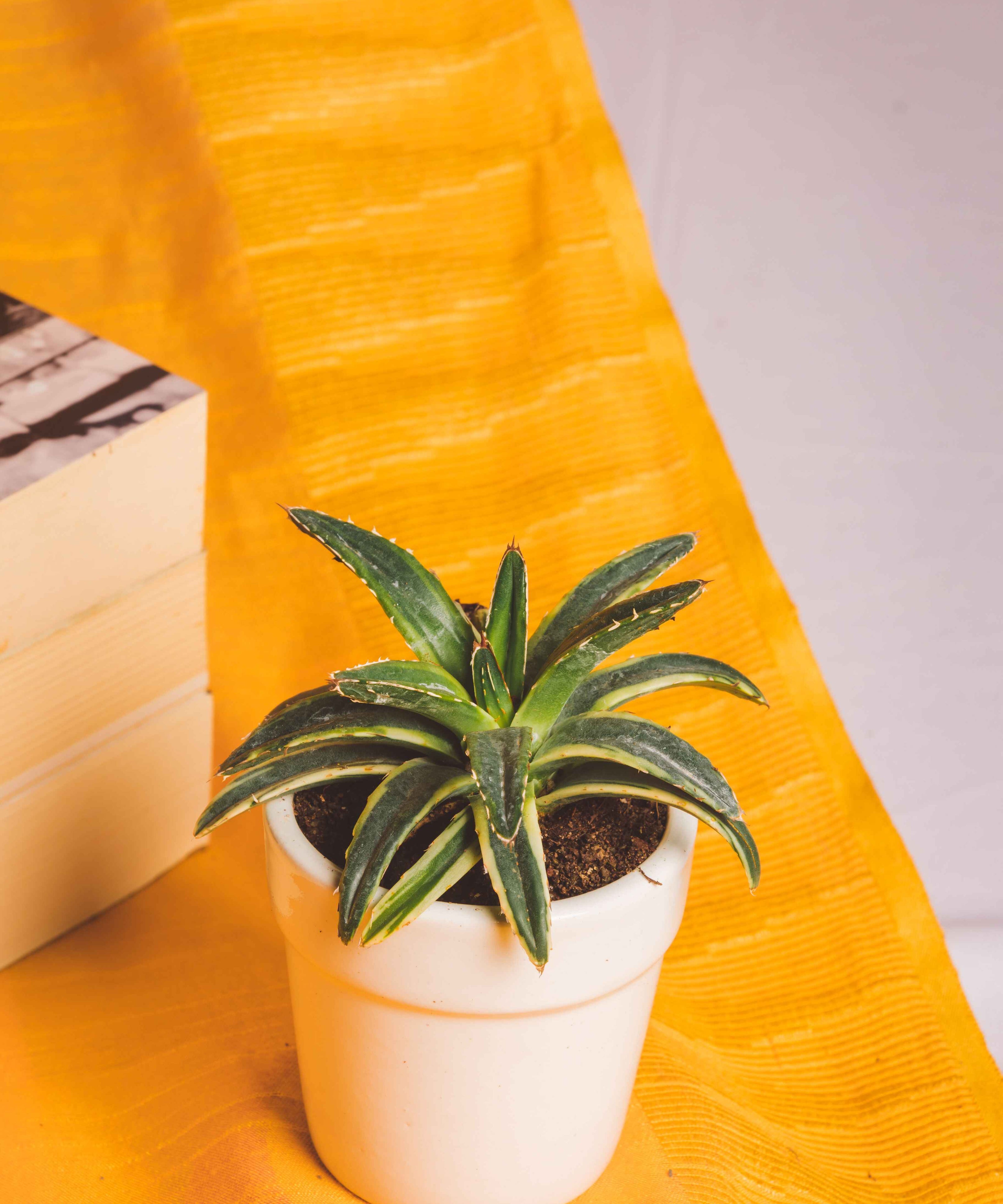 Agave Victoria-Reginae Yellow Varigated