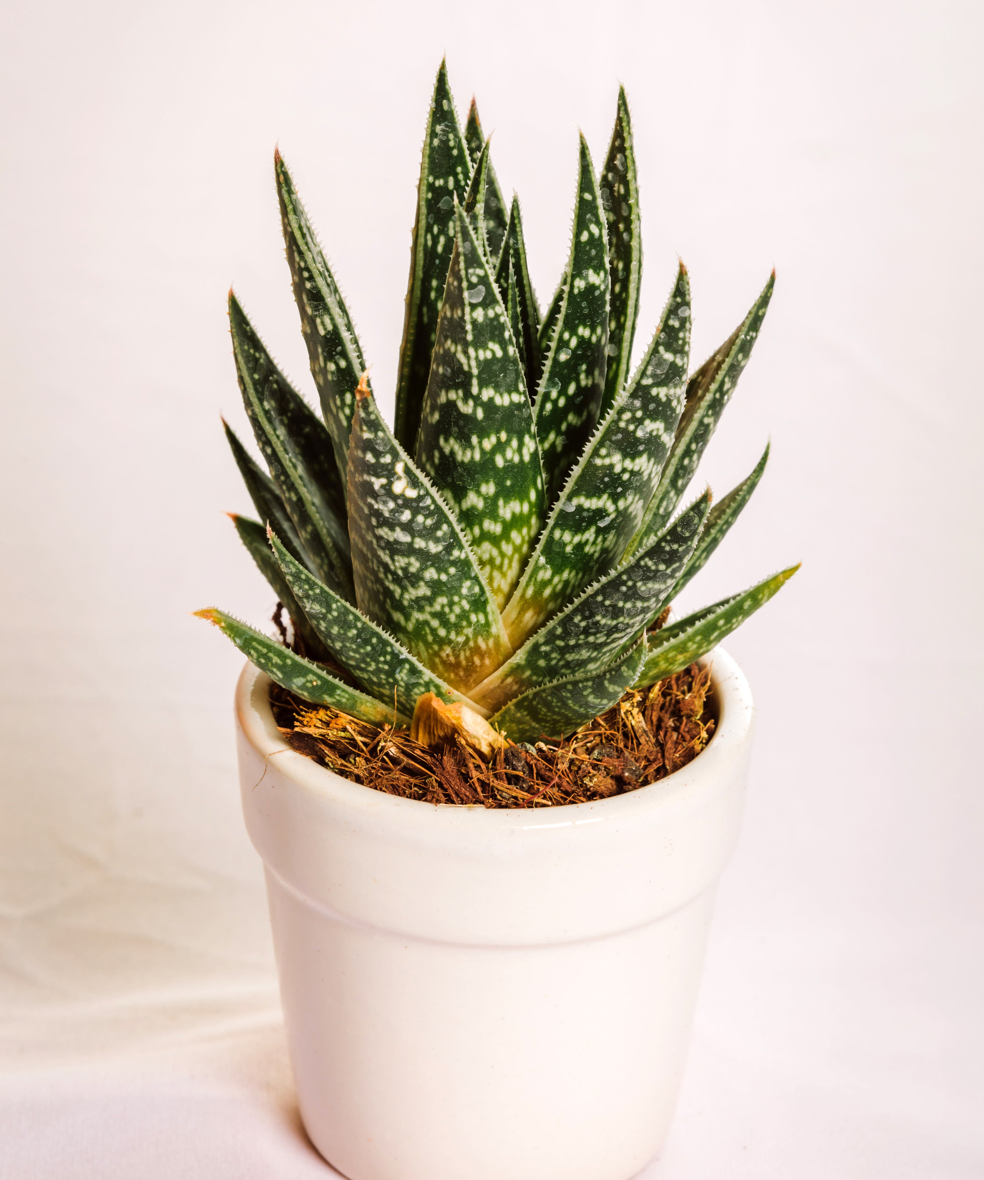 Aloe Jucunda