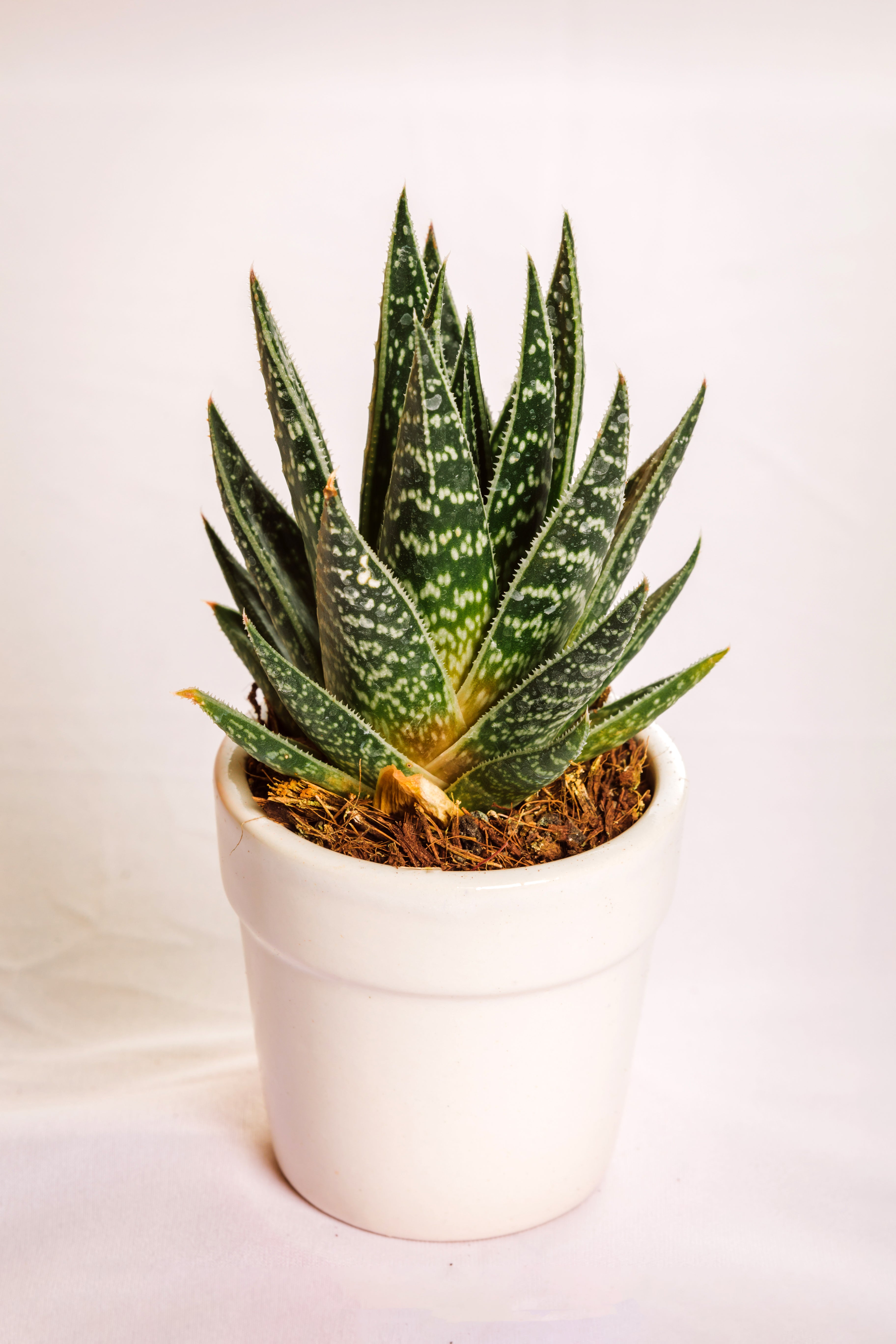 Aloe Jucunda