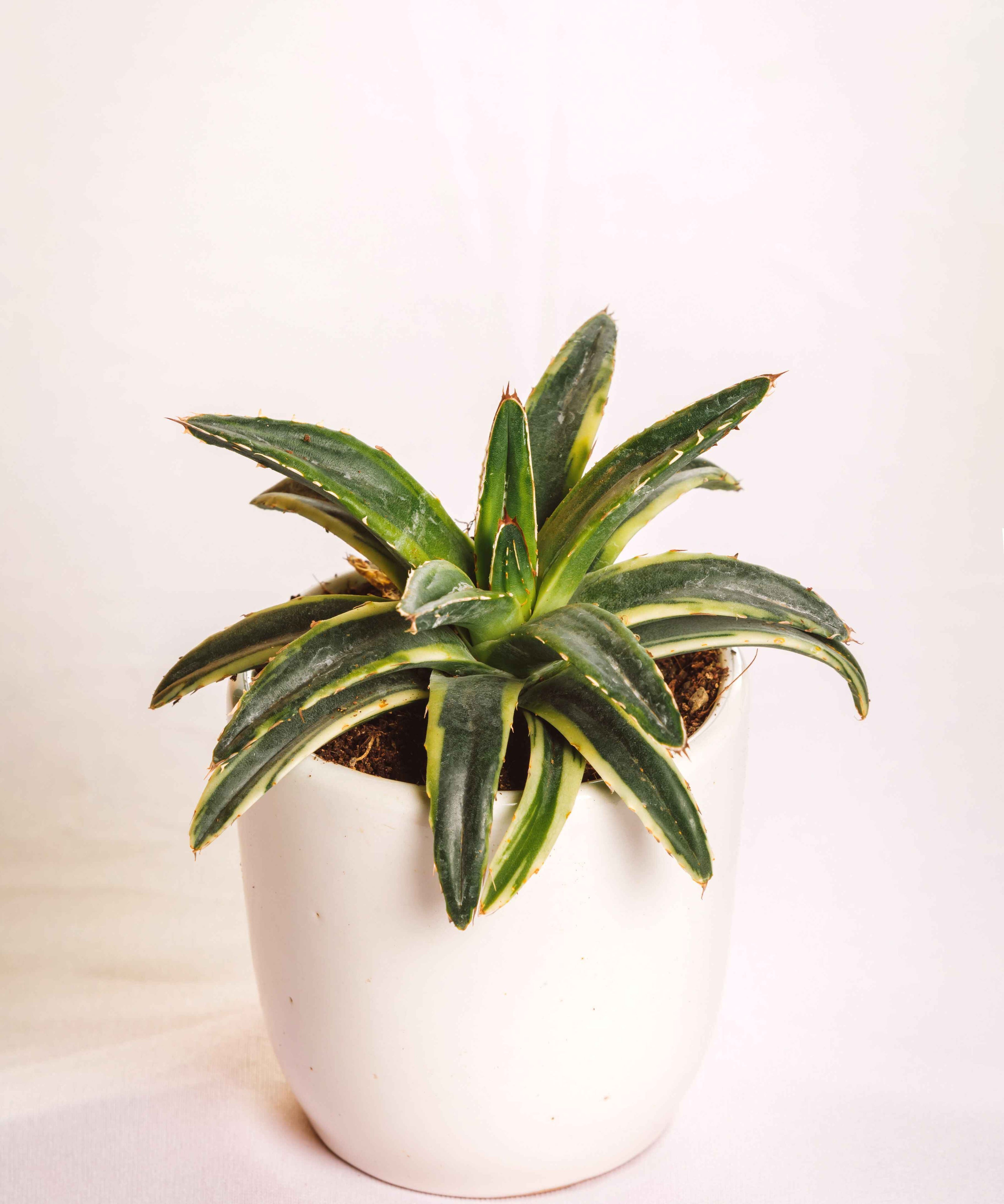 Agave Victoria-Reginae Yellow Varigated