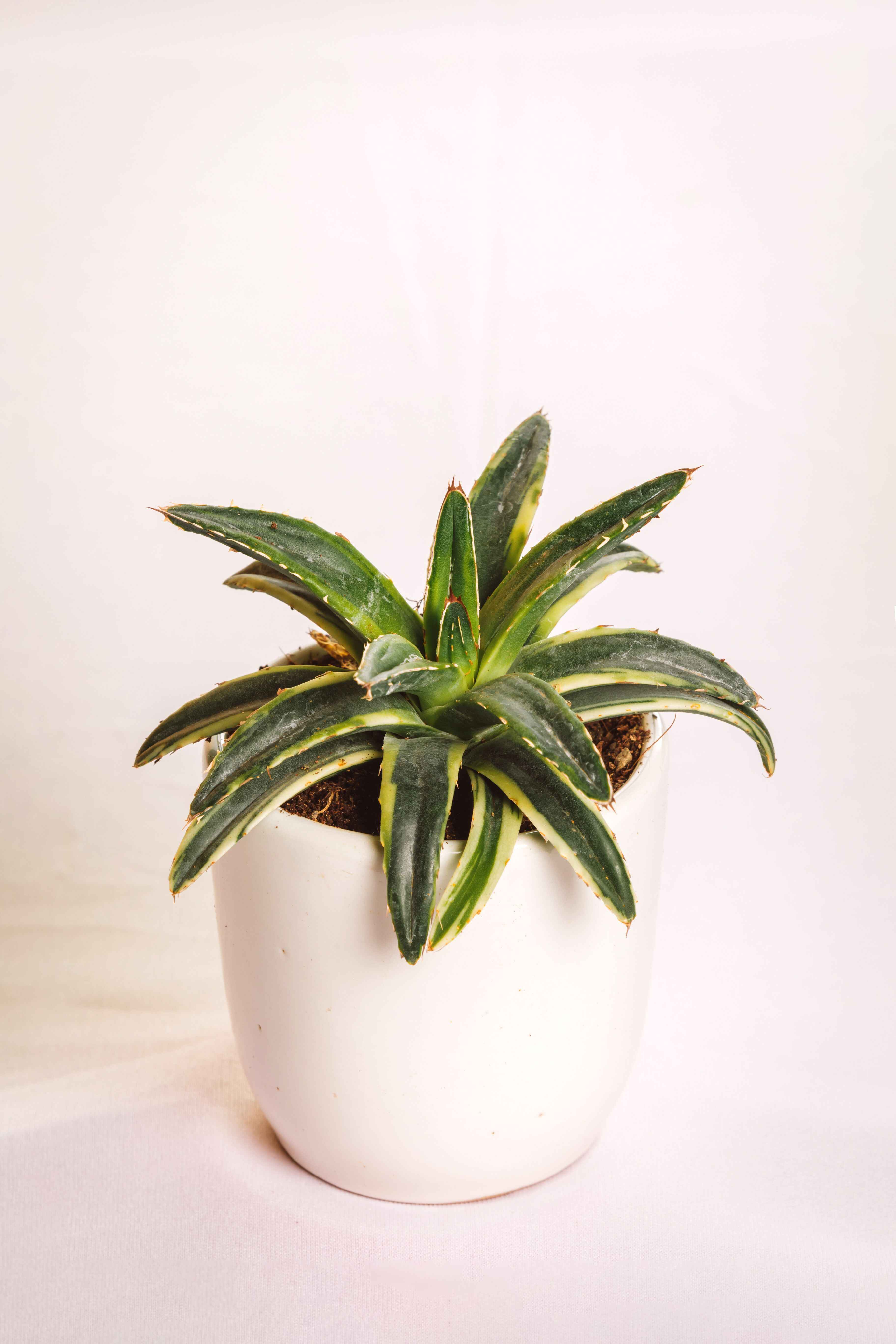 Agave Victoria-Reginae Yellow Varigated