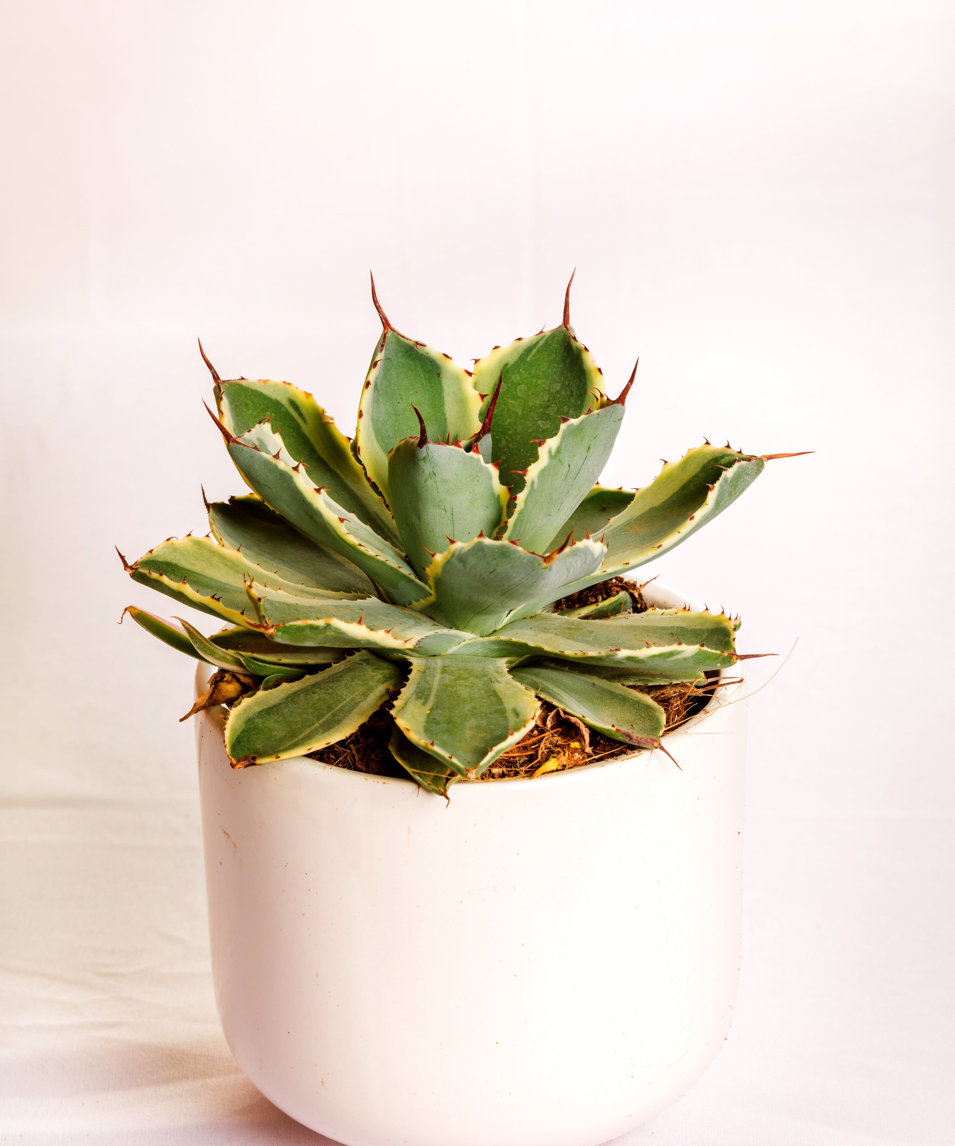 Agave Potatorum 'Kissho Kan' Variegated Medium