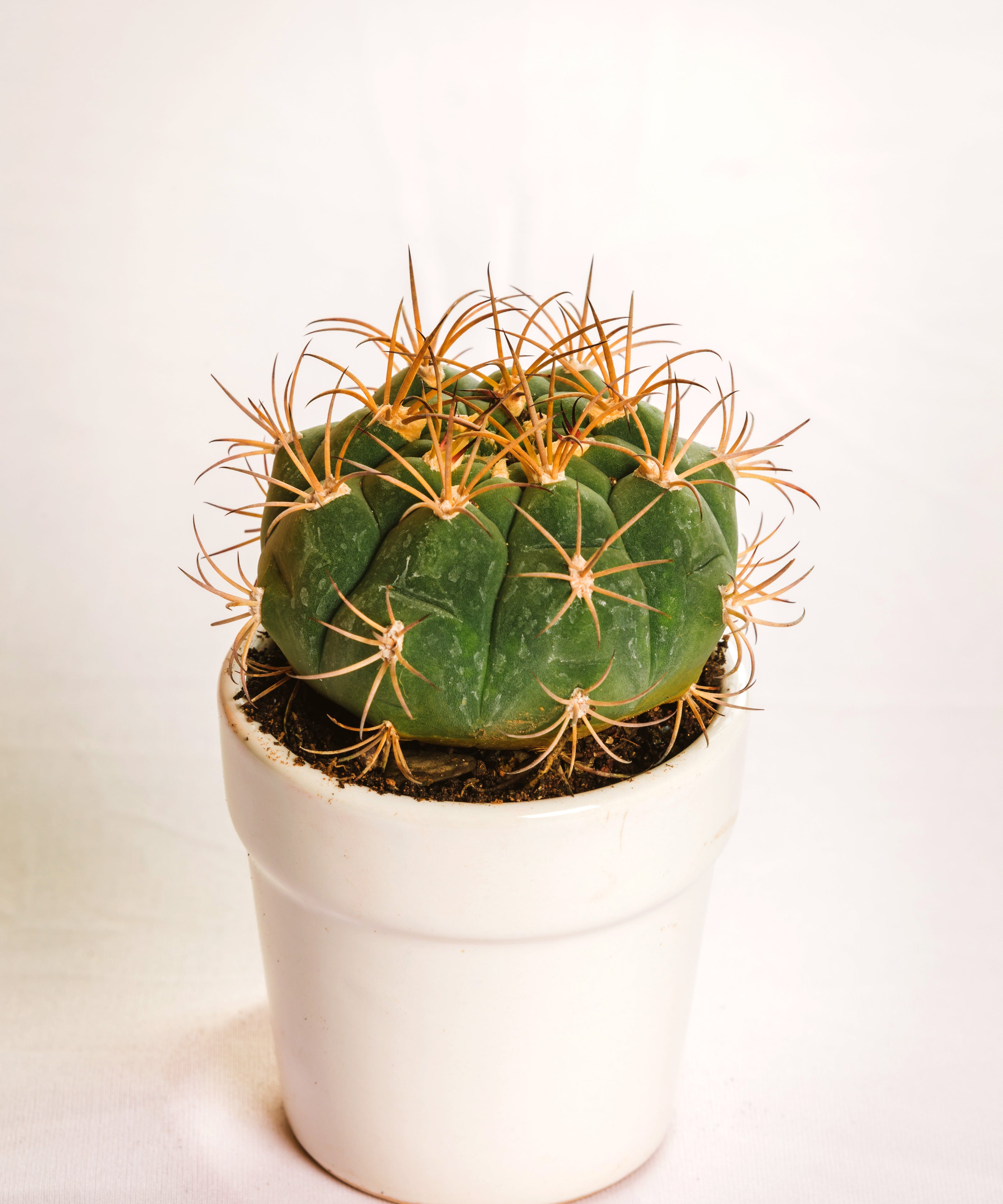 Gymnocalcium Miihanovichhi Small