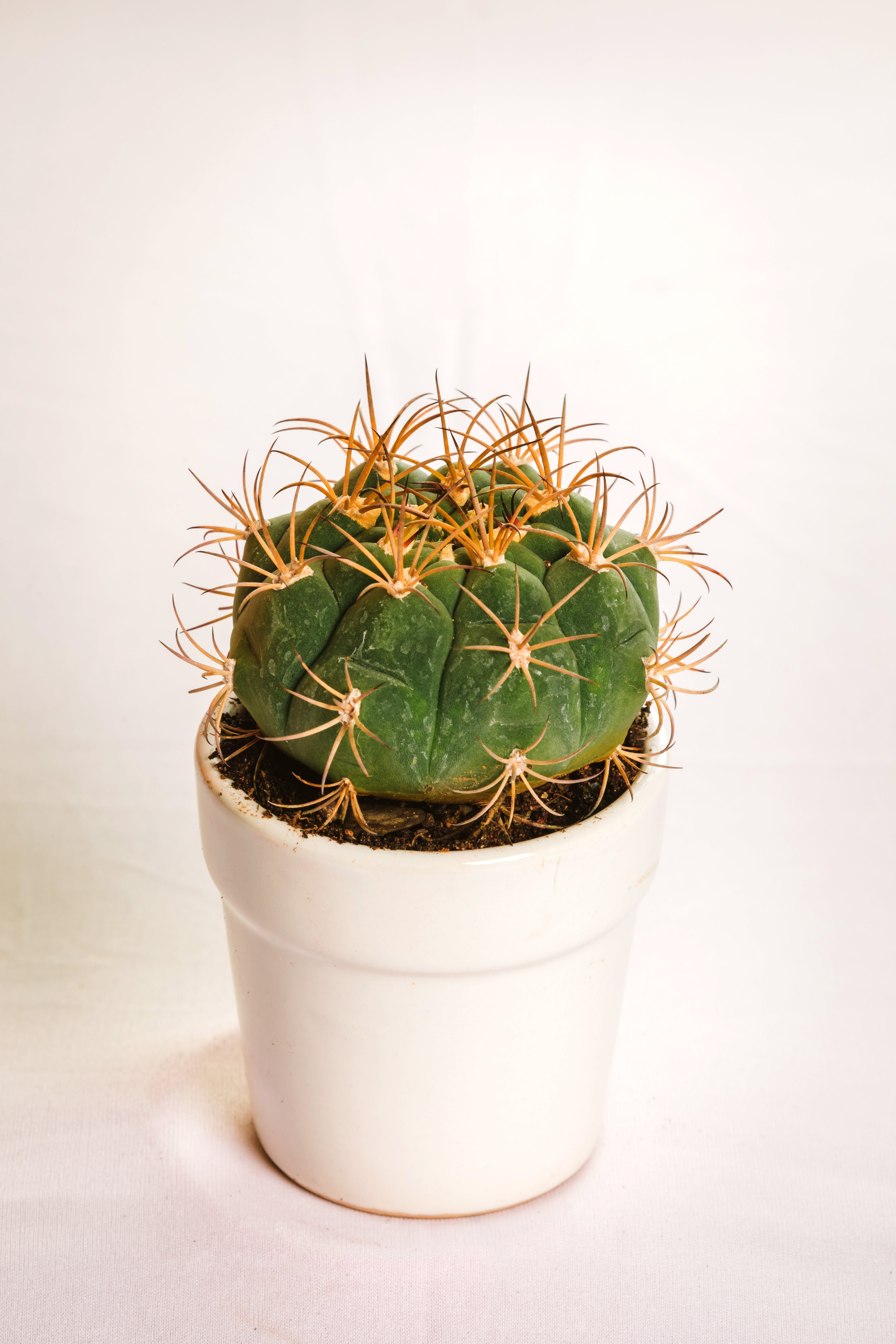 Gymnocalcium Miihanovichhi Small
