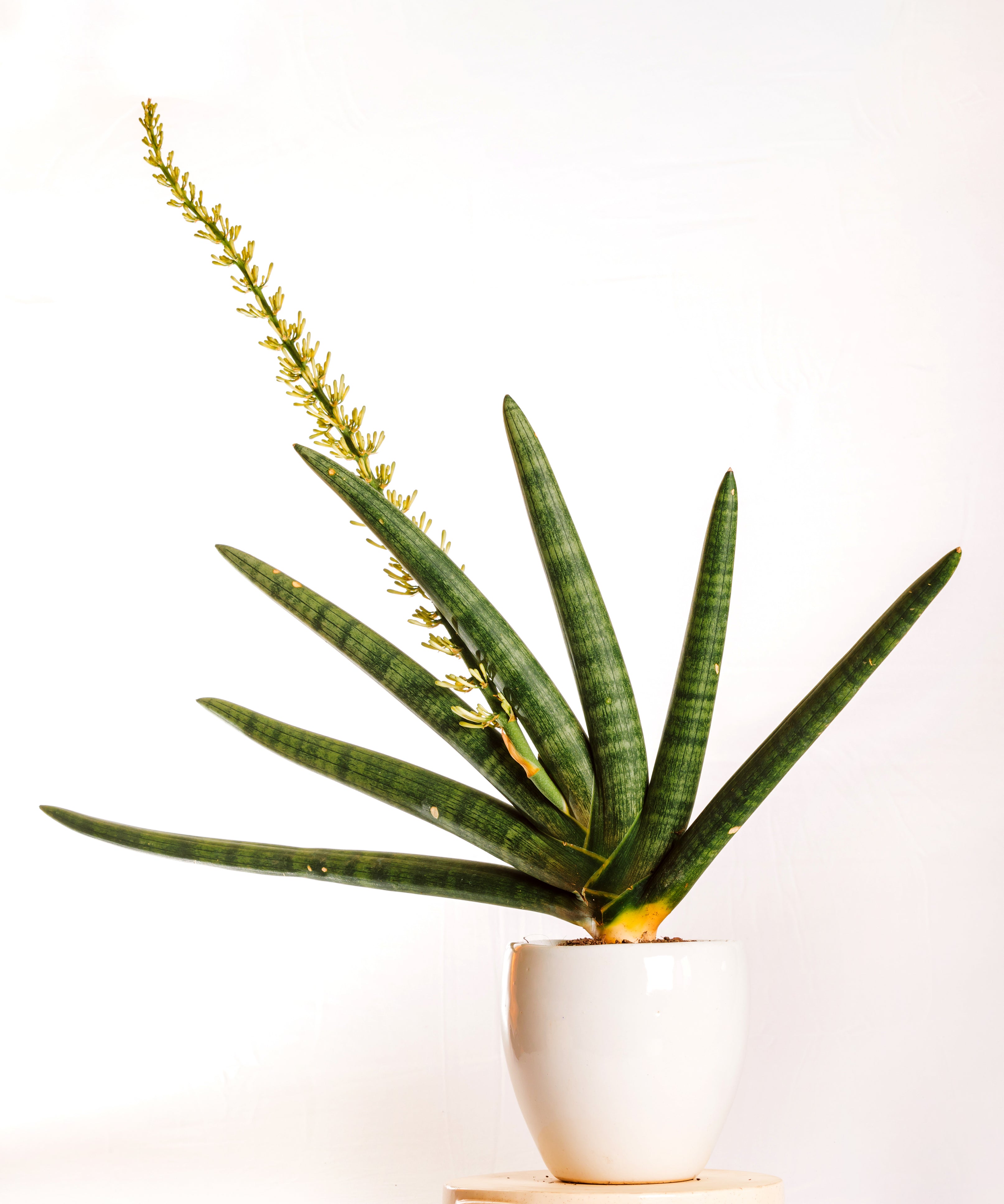 Sanseveria Giant Boncel