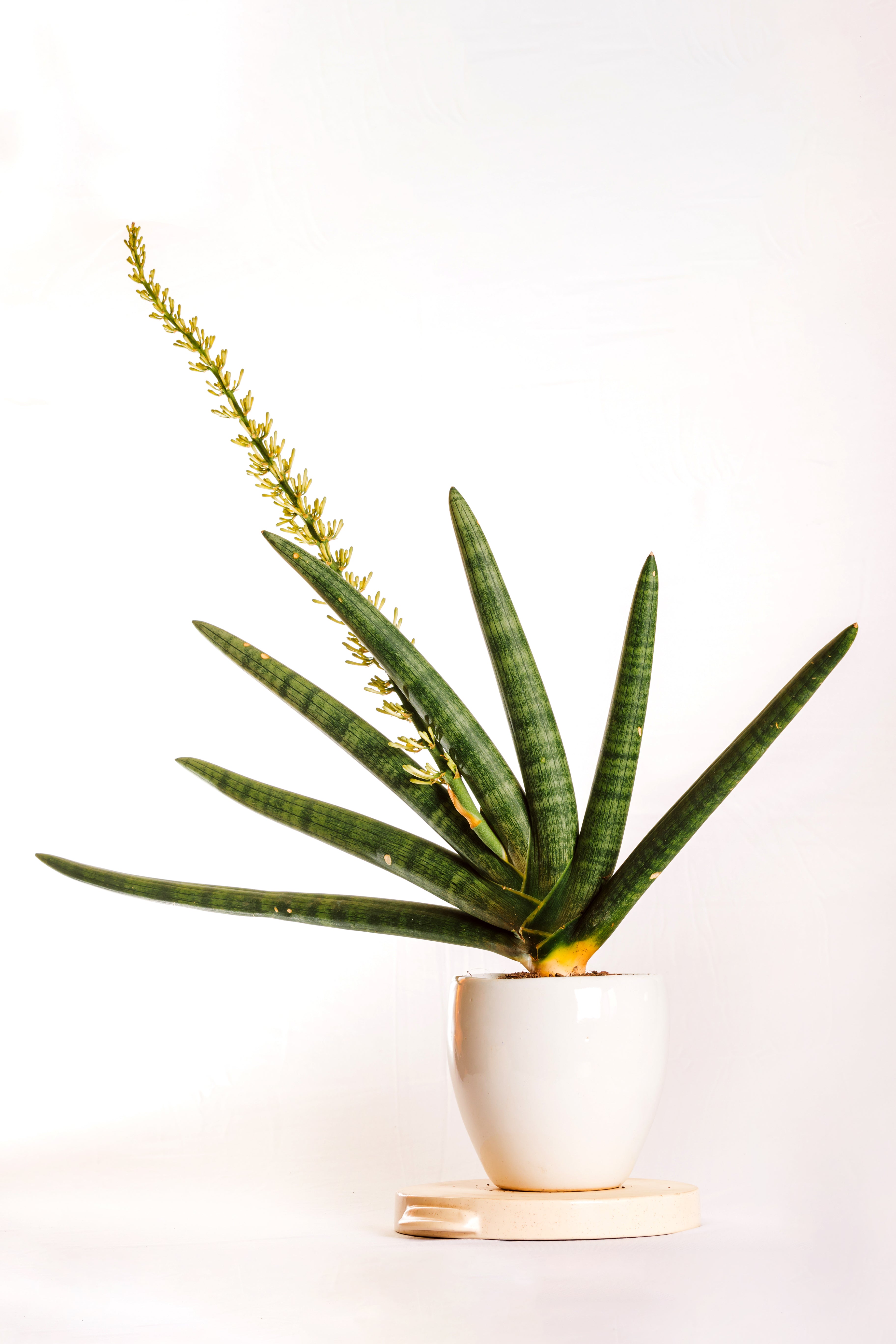Sanseveria Giant Boncel