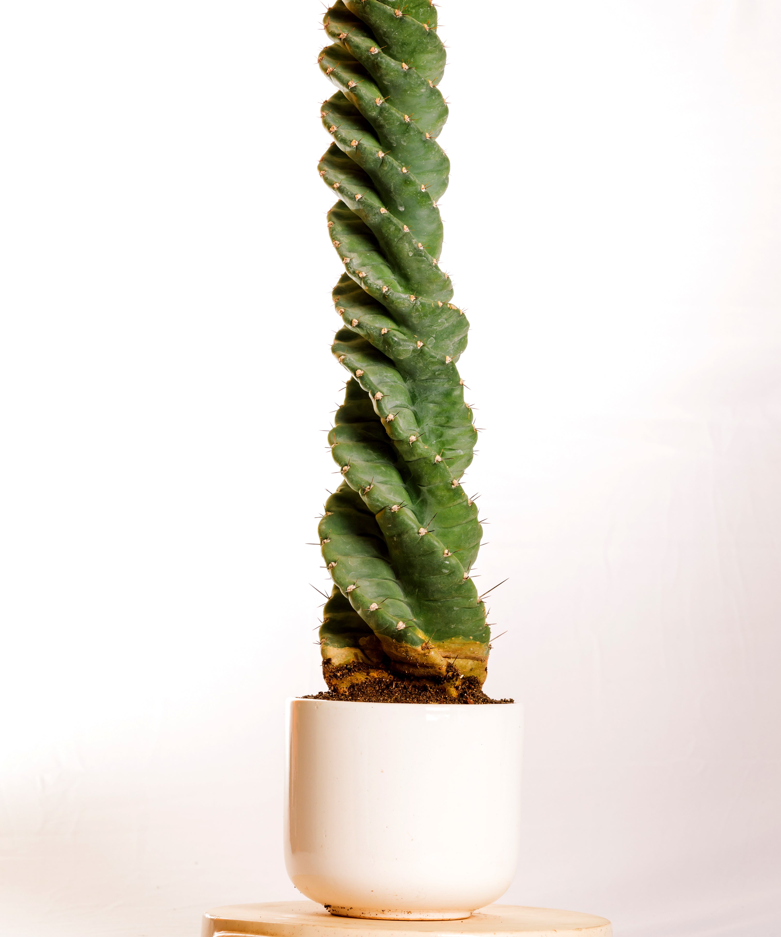 Cereus Spiralis  2