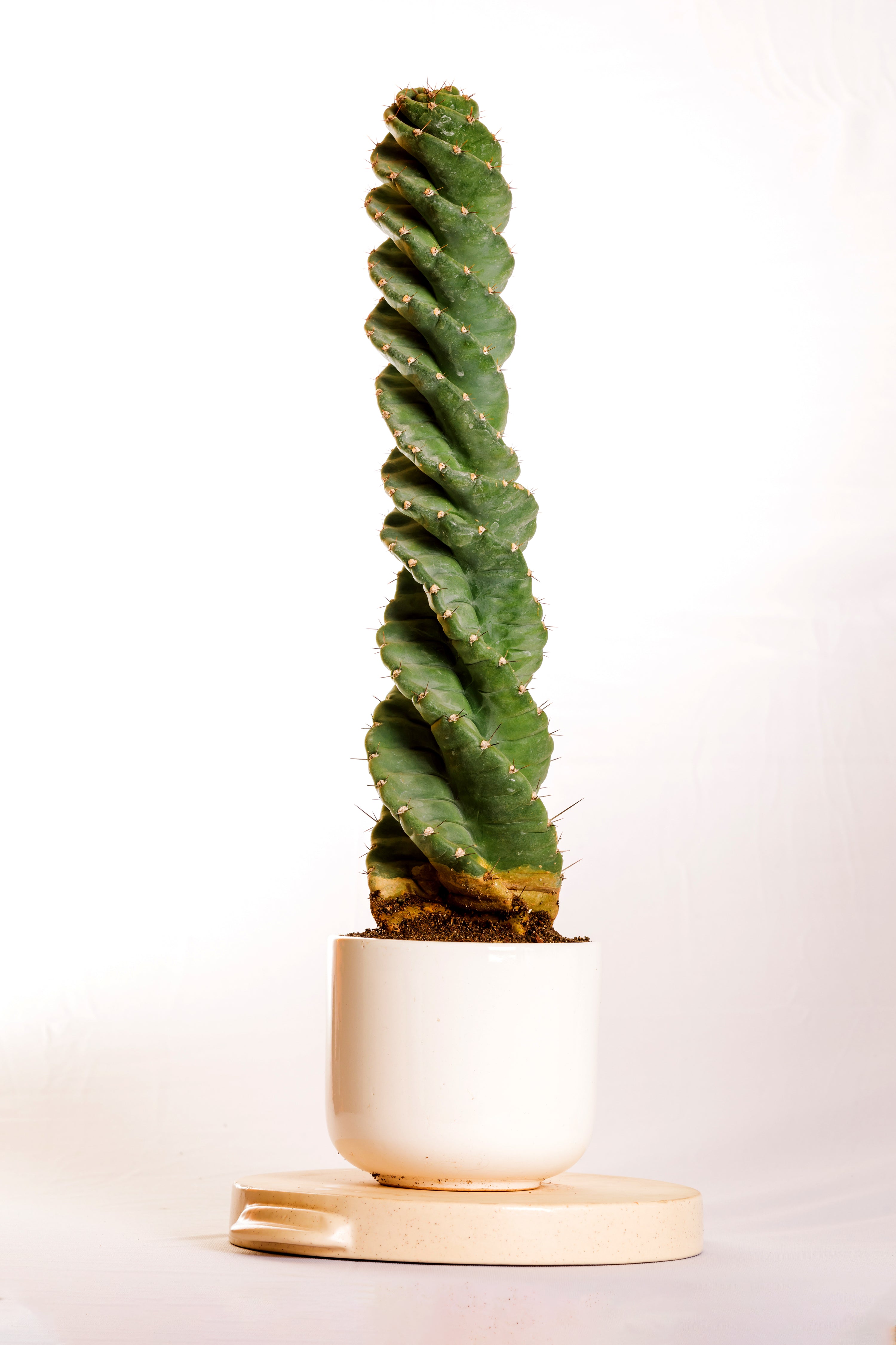 Cereus Spiralis  2