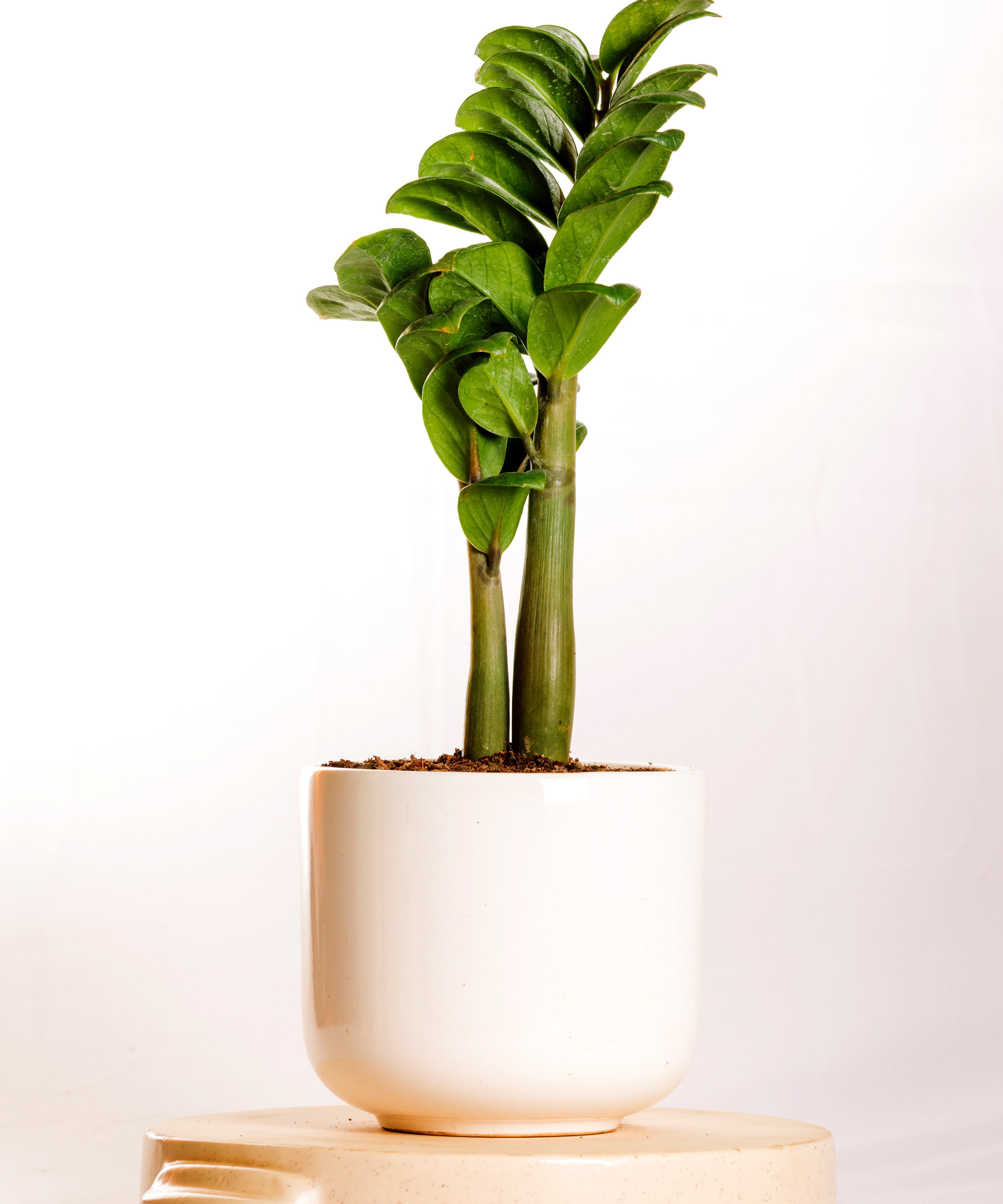 Dwarf Green Zz