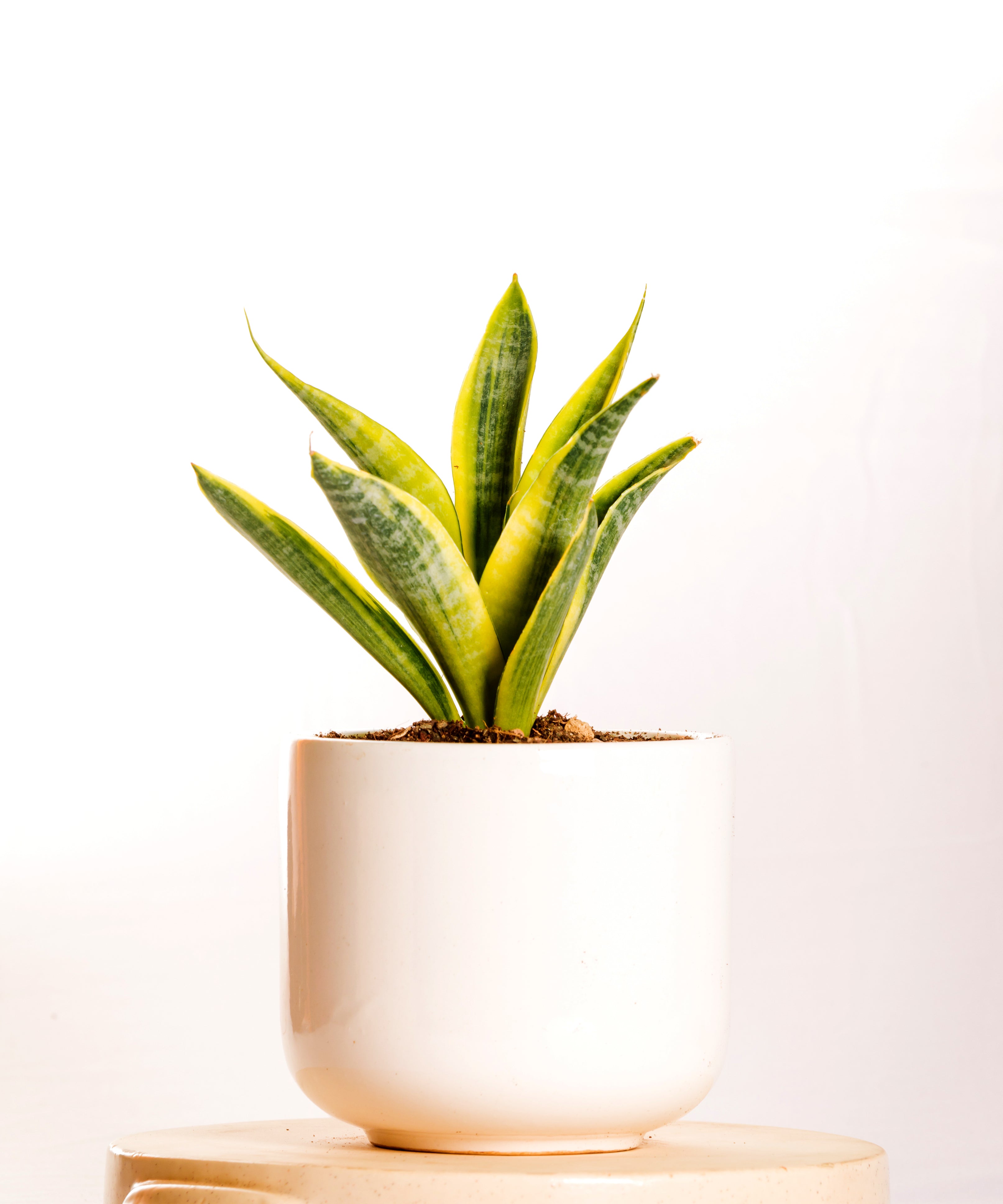 Sanseveria Cordova