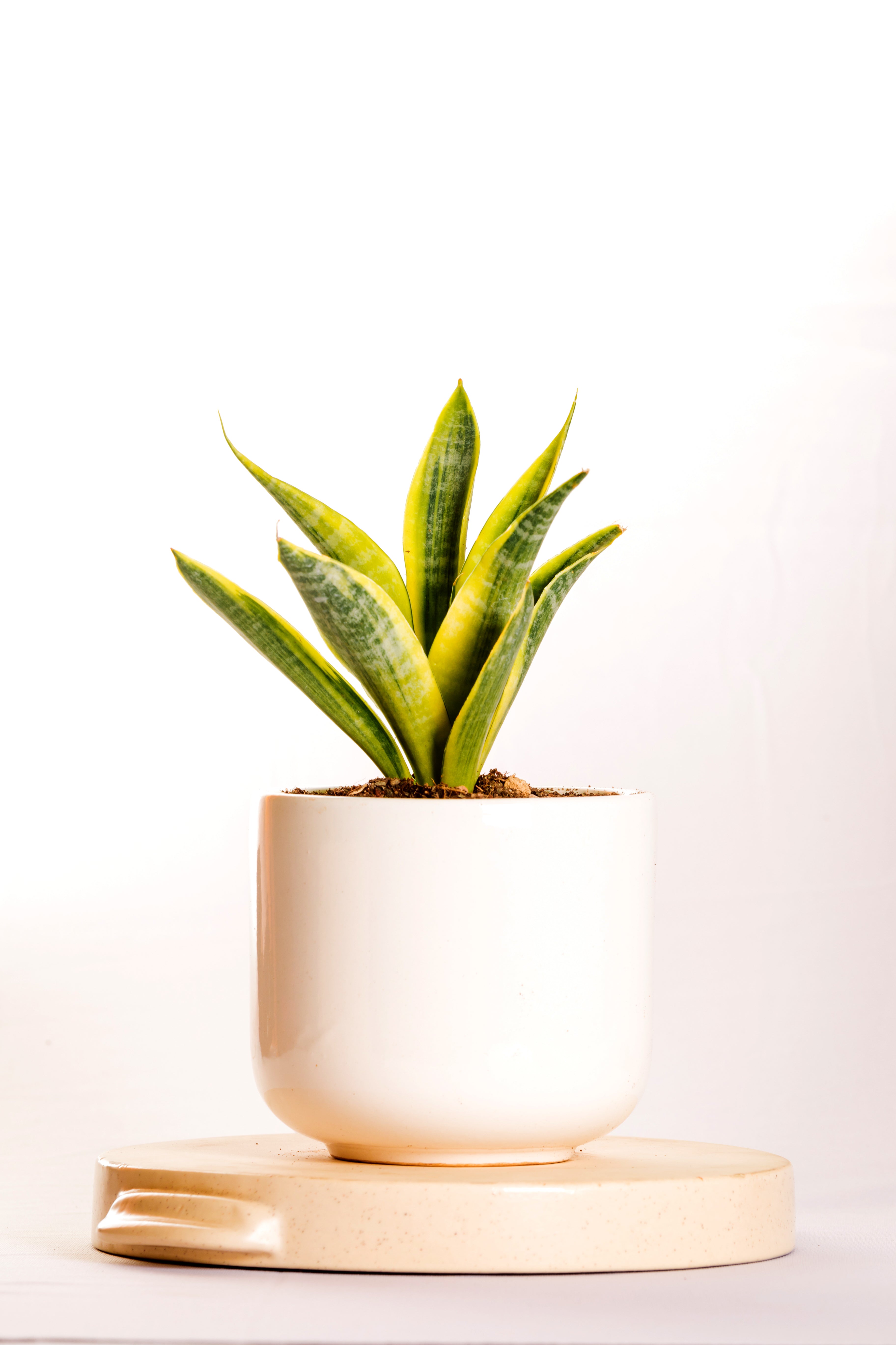 Sanseveria Cordova