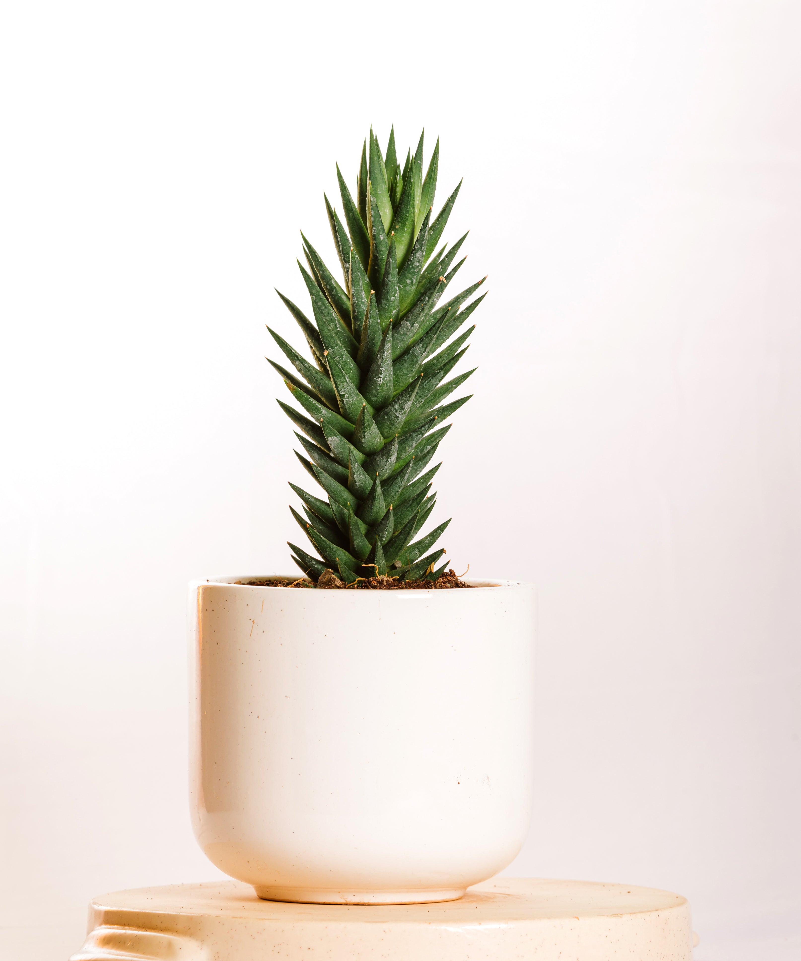 Haworthia Glauca