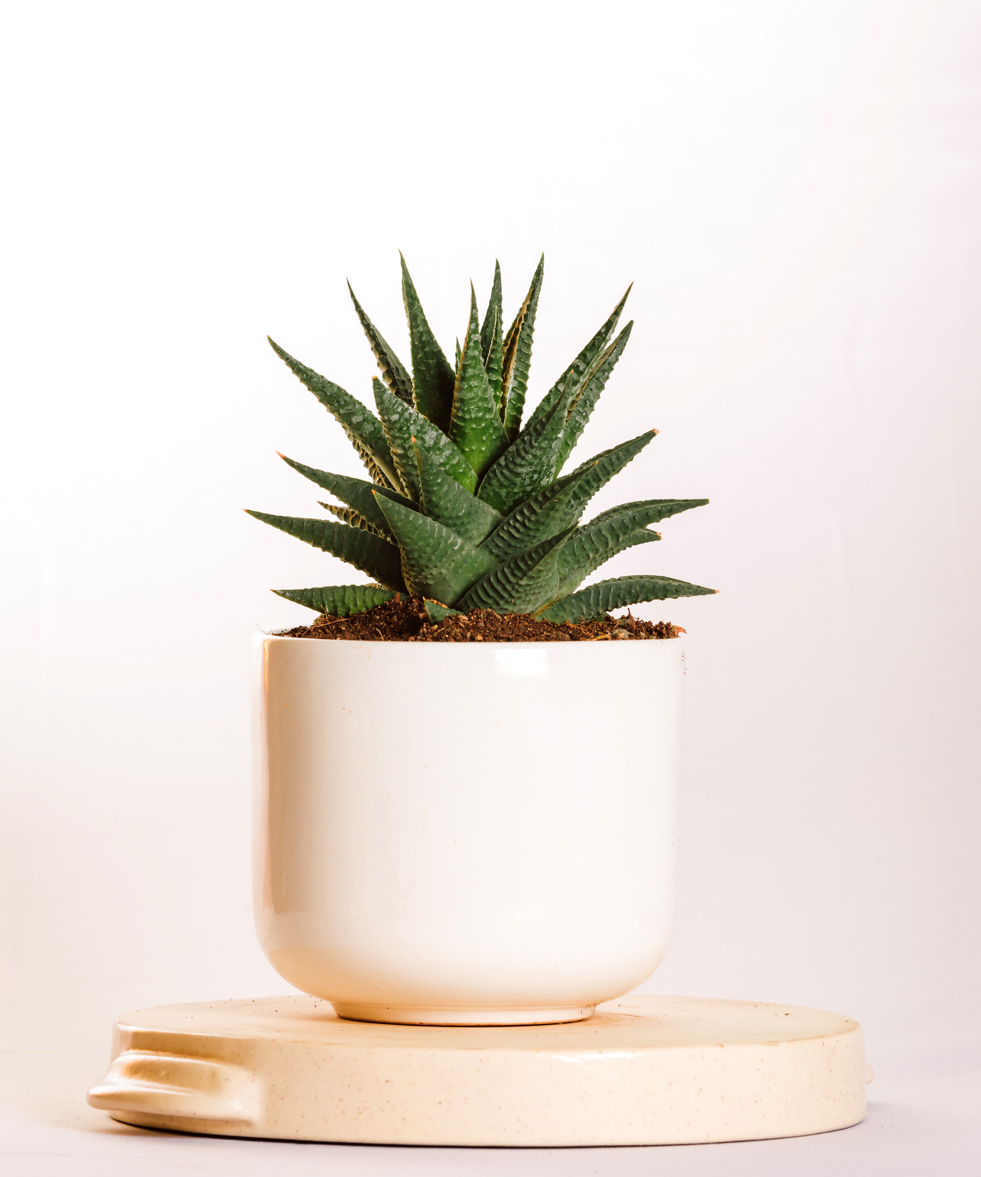 Haworthia Limifolia Fairy Washboard