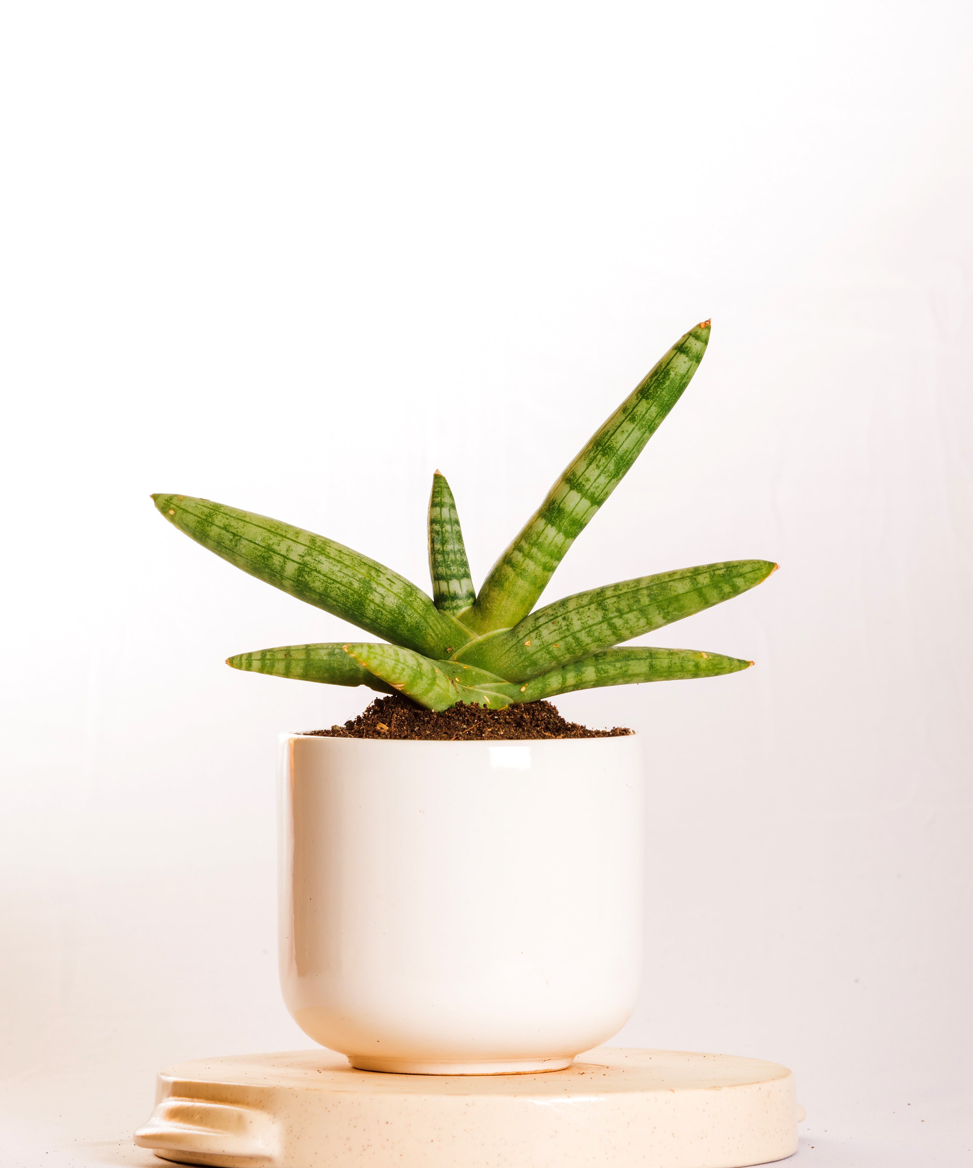 Sanseveria Boncel