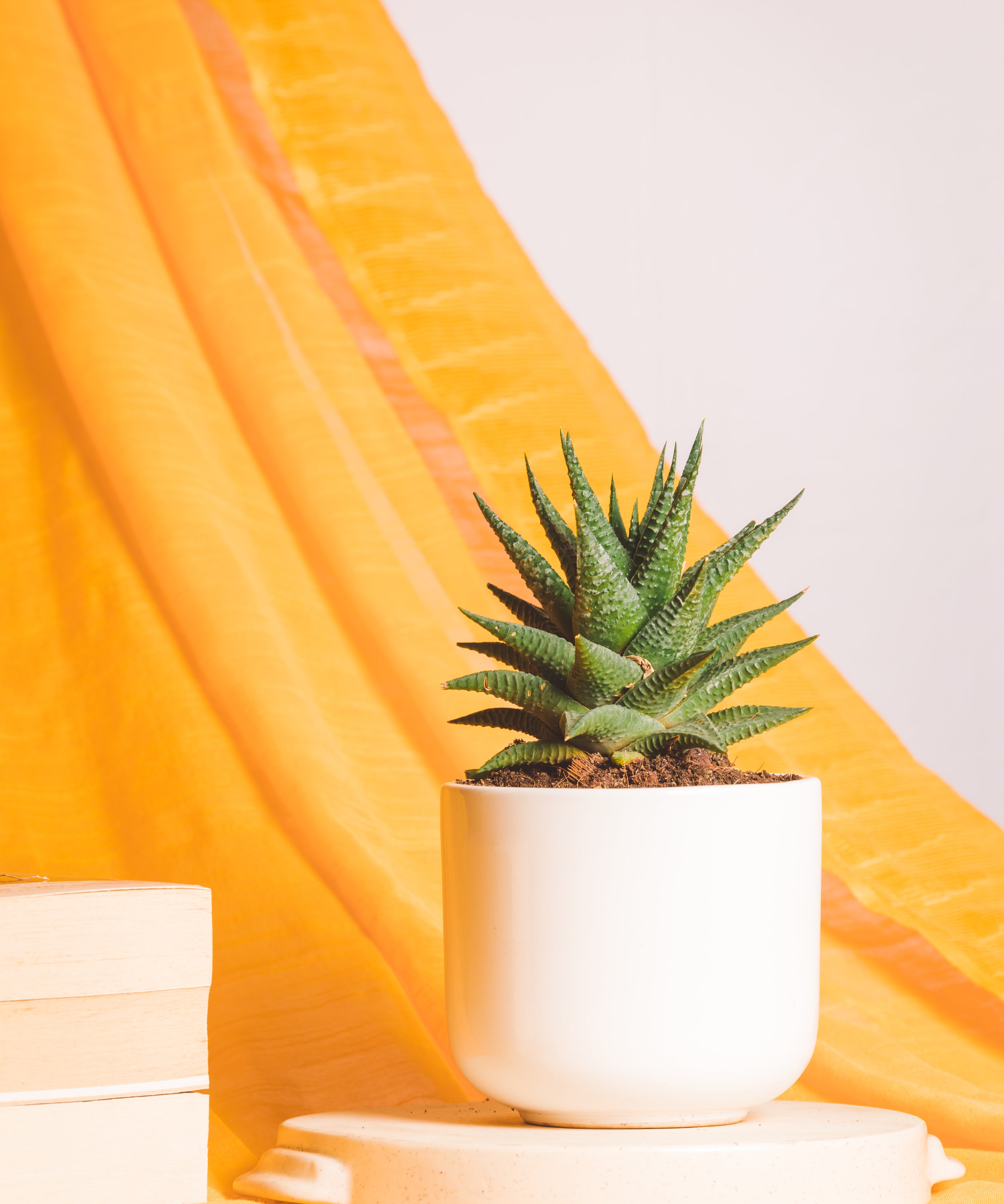 Haworthia Limifolia Fairy Washboard