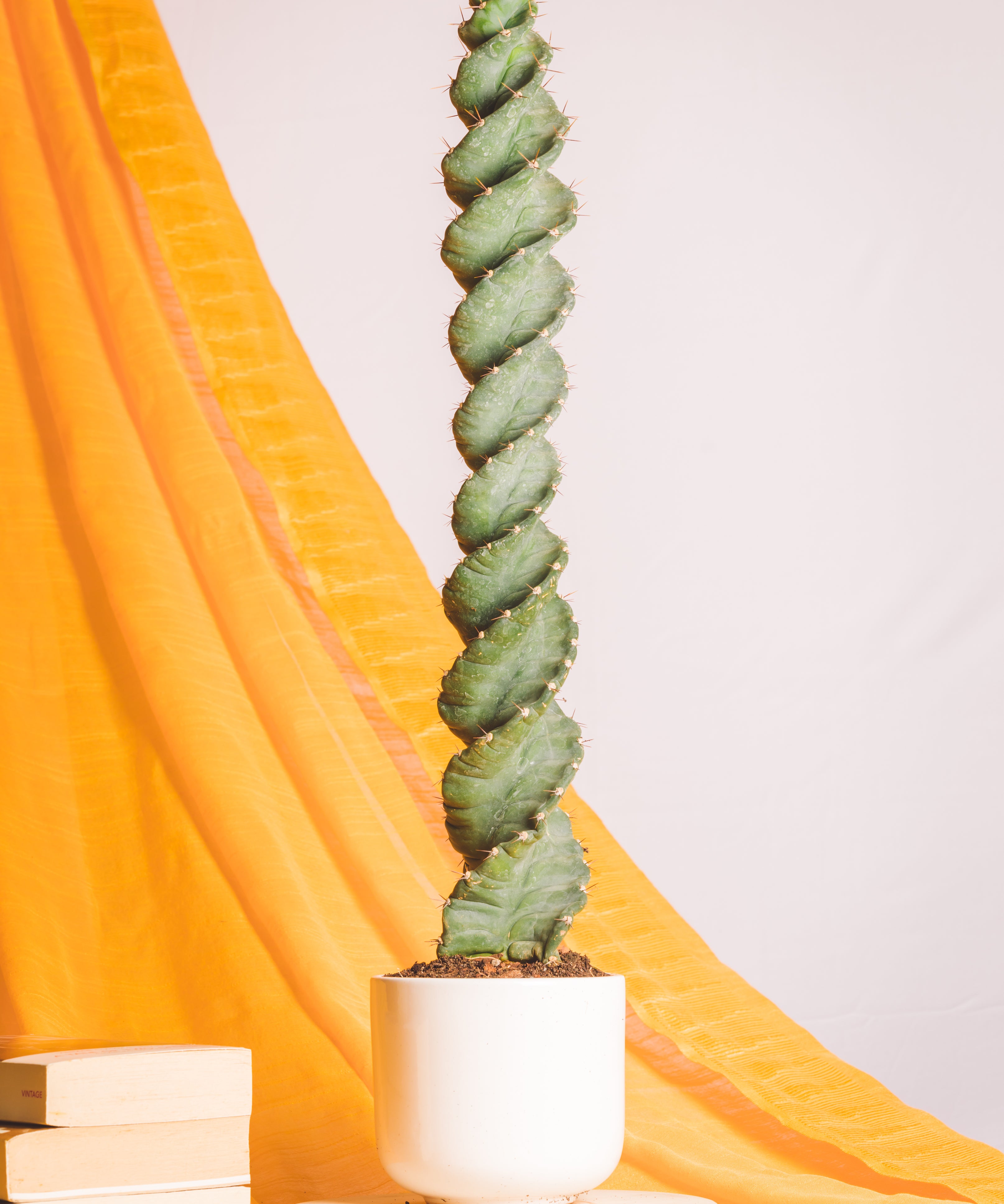 Cereus Spiralis  3