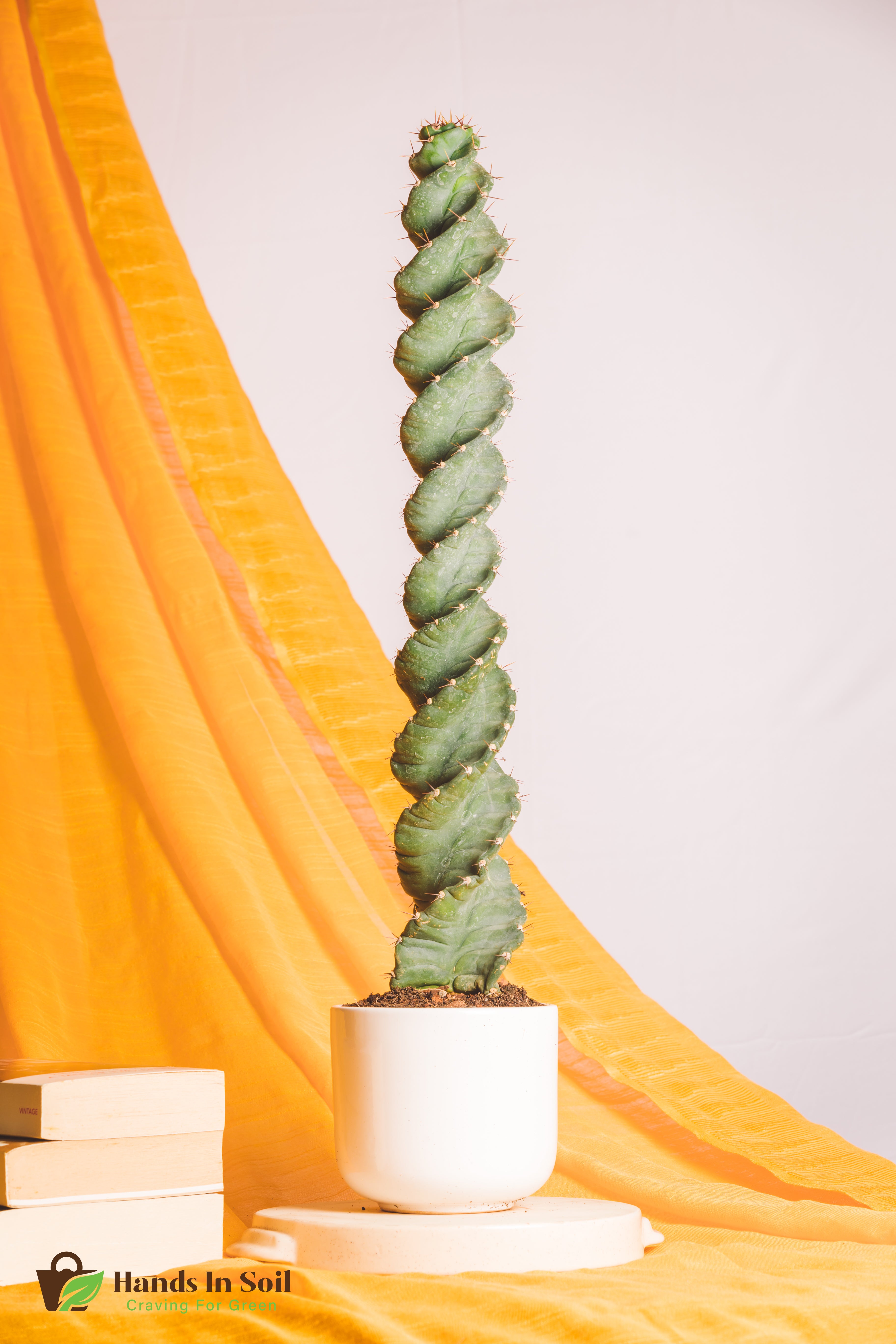 Cereus Spiralis  3