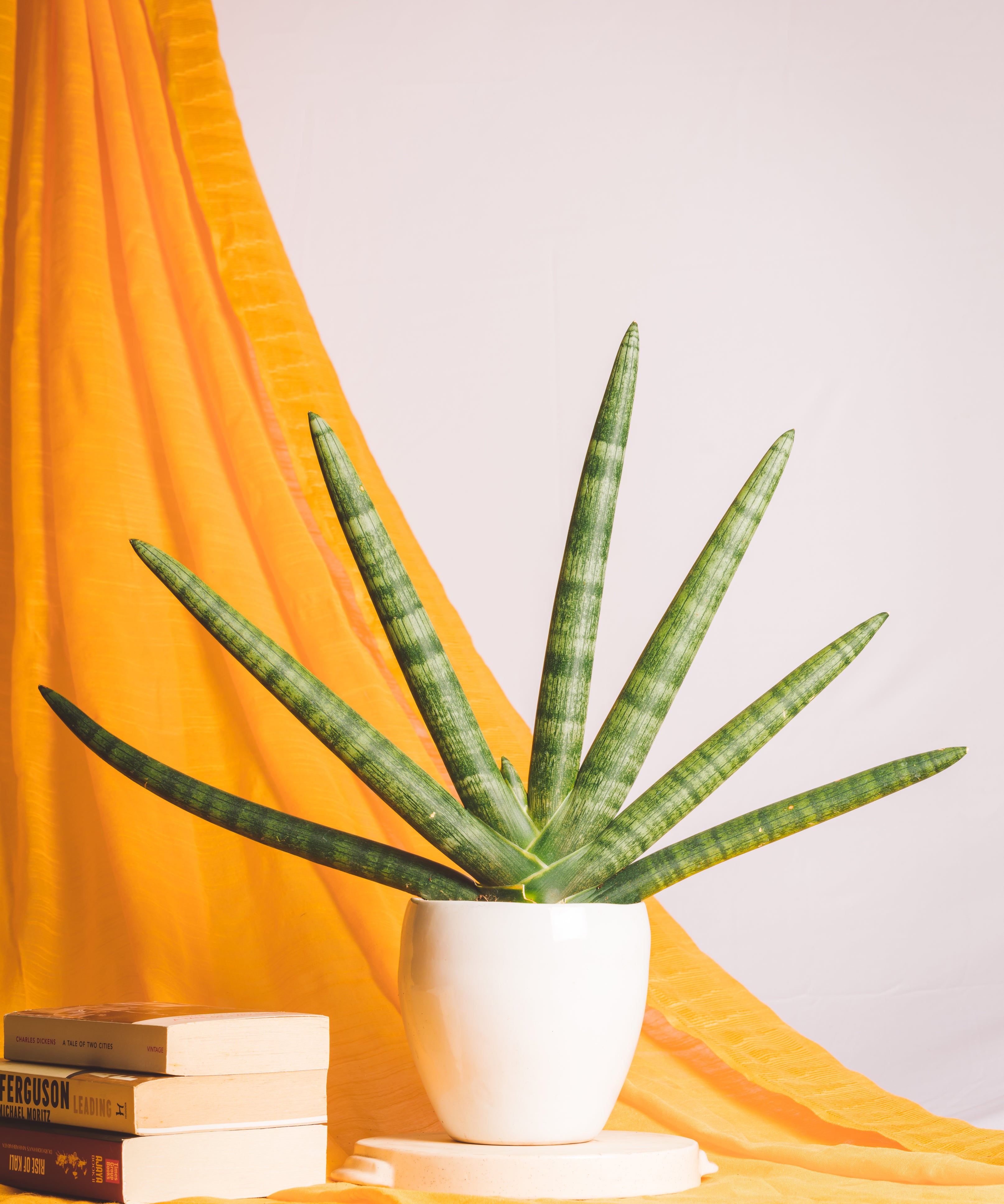 Sanseveria Giant Boncel