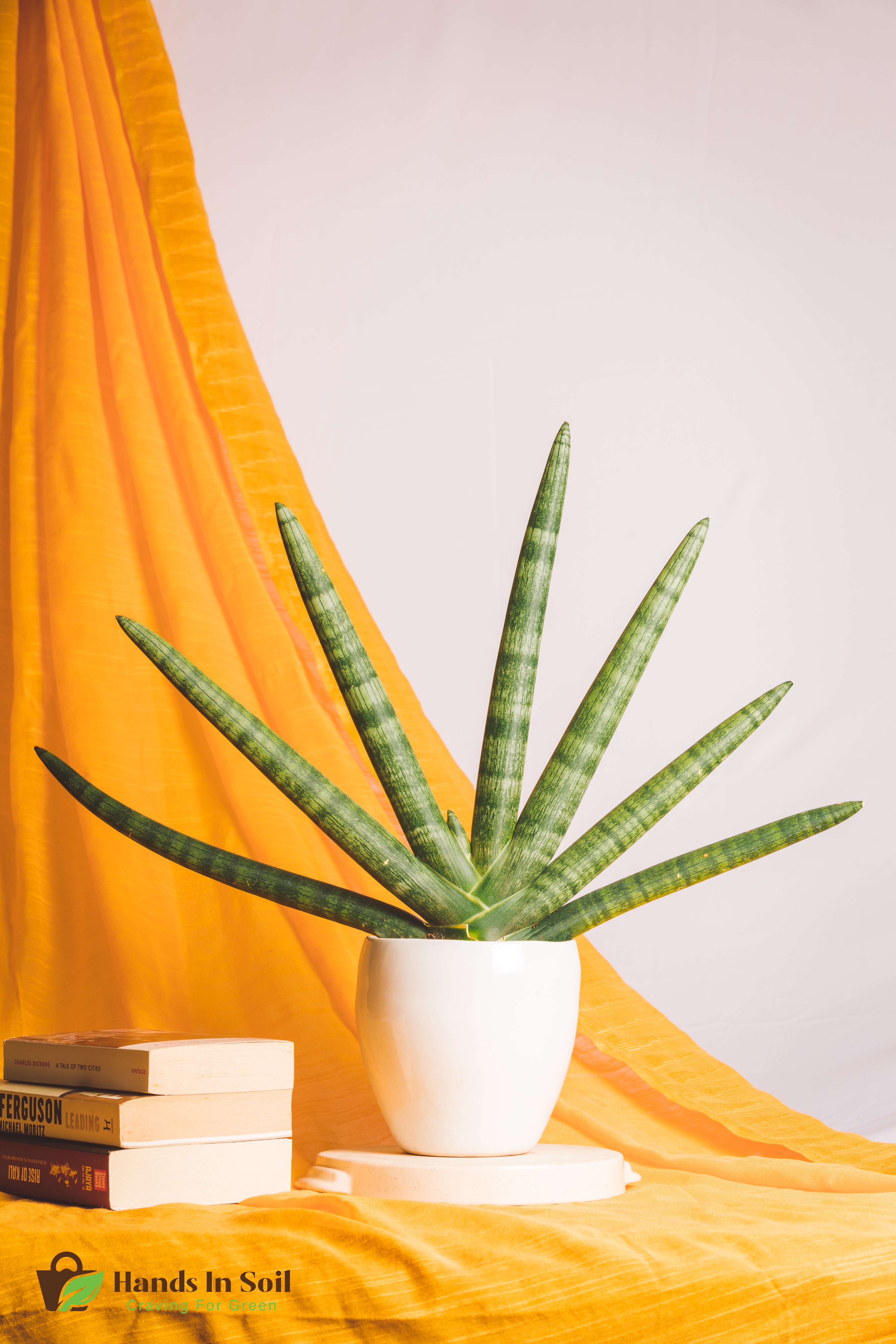 Sanseveria Giant Boncel