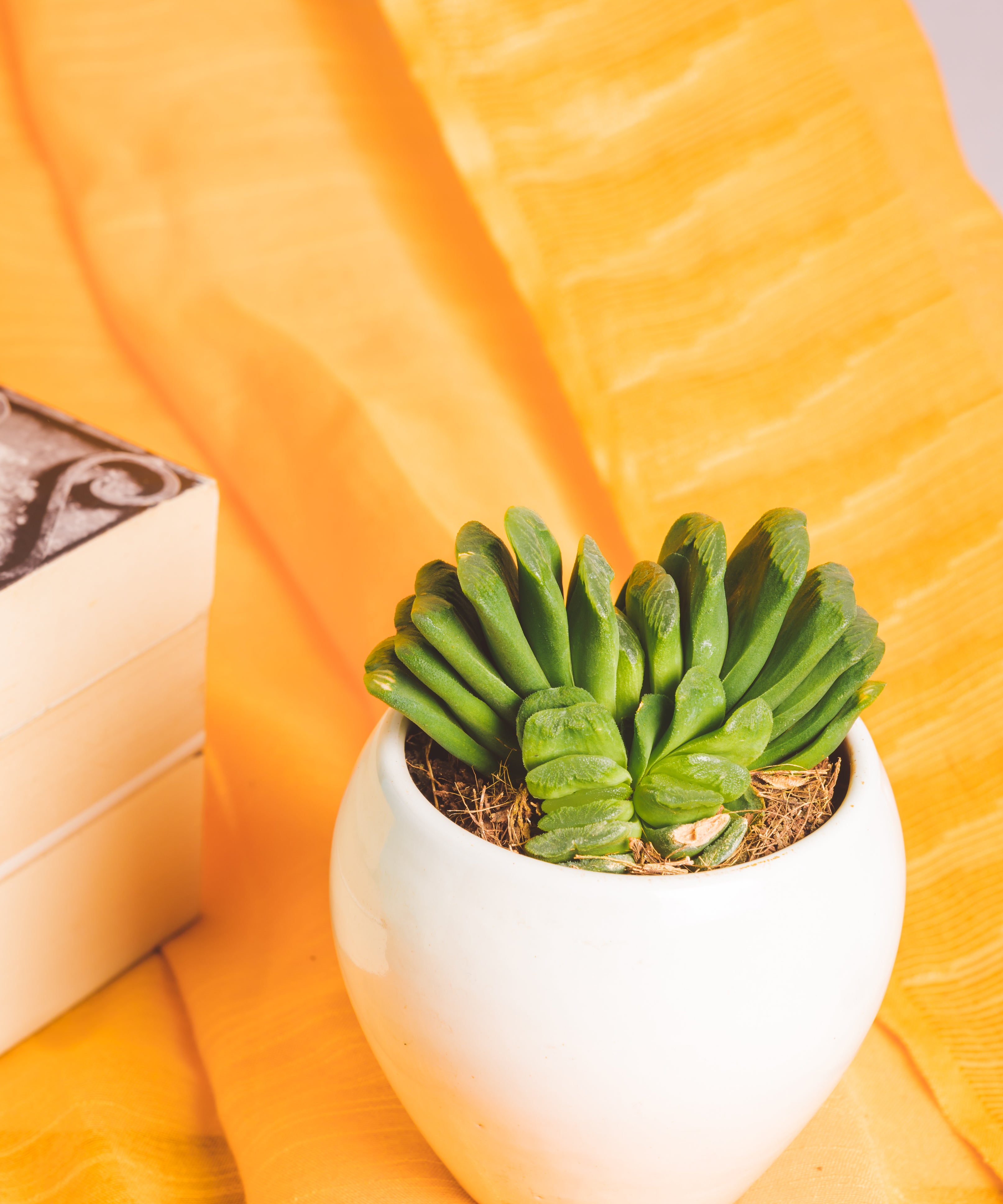 Haworthia Truncata Limegreen