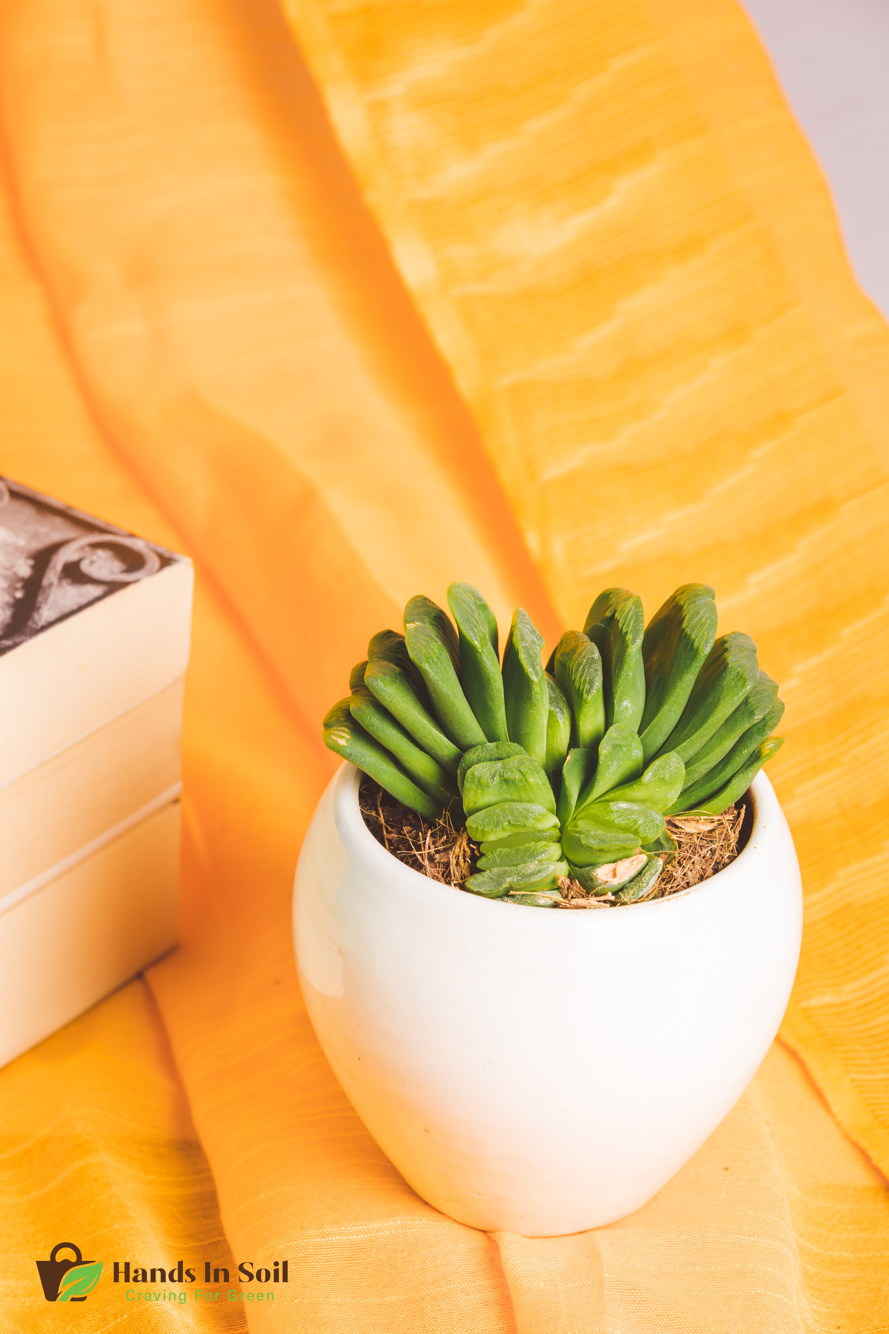 Haworthia Truncata Limegreen