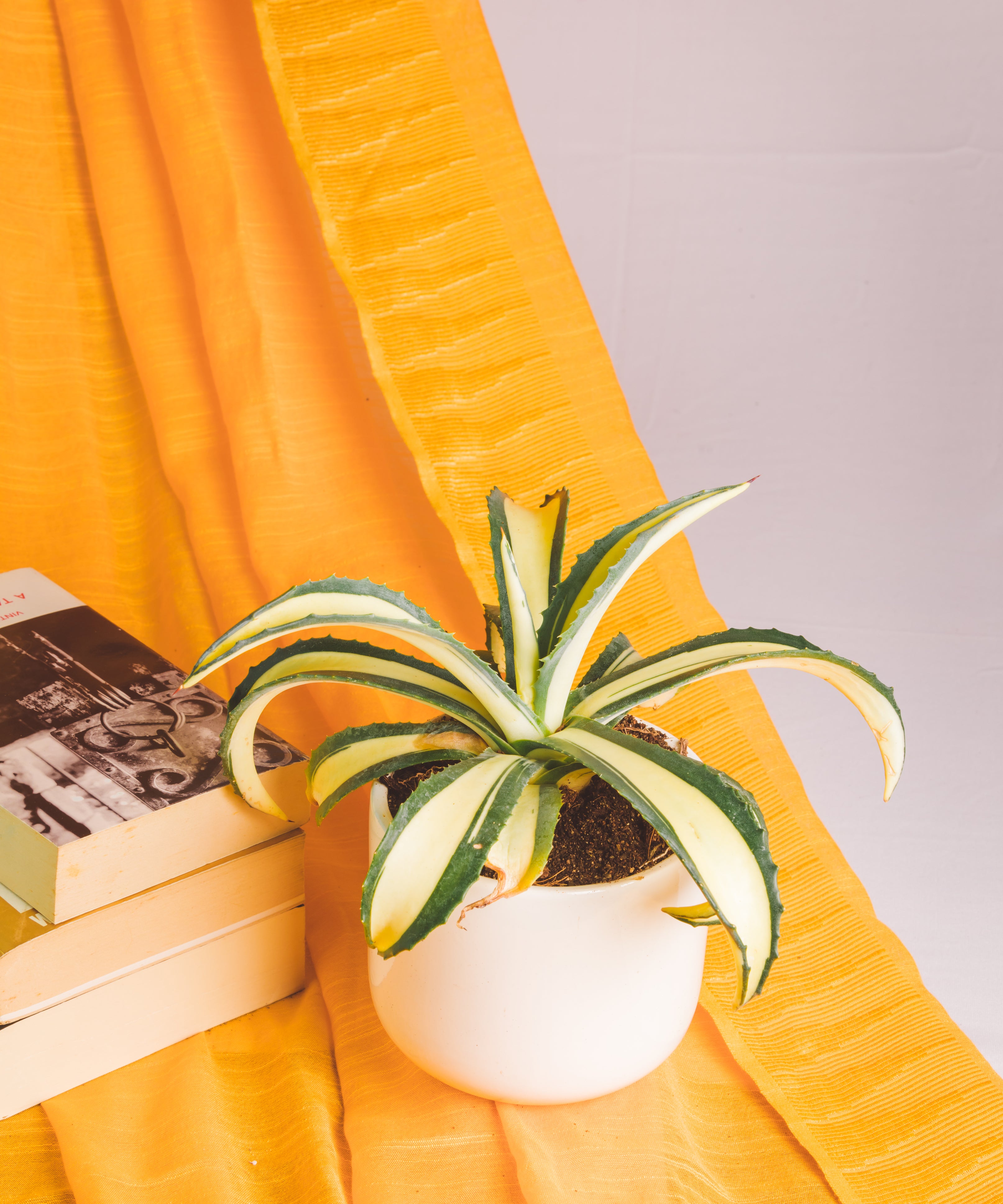 Agave Americana Mediopicta Aurea - Big