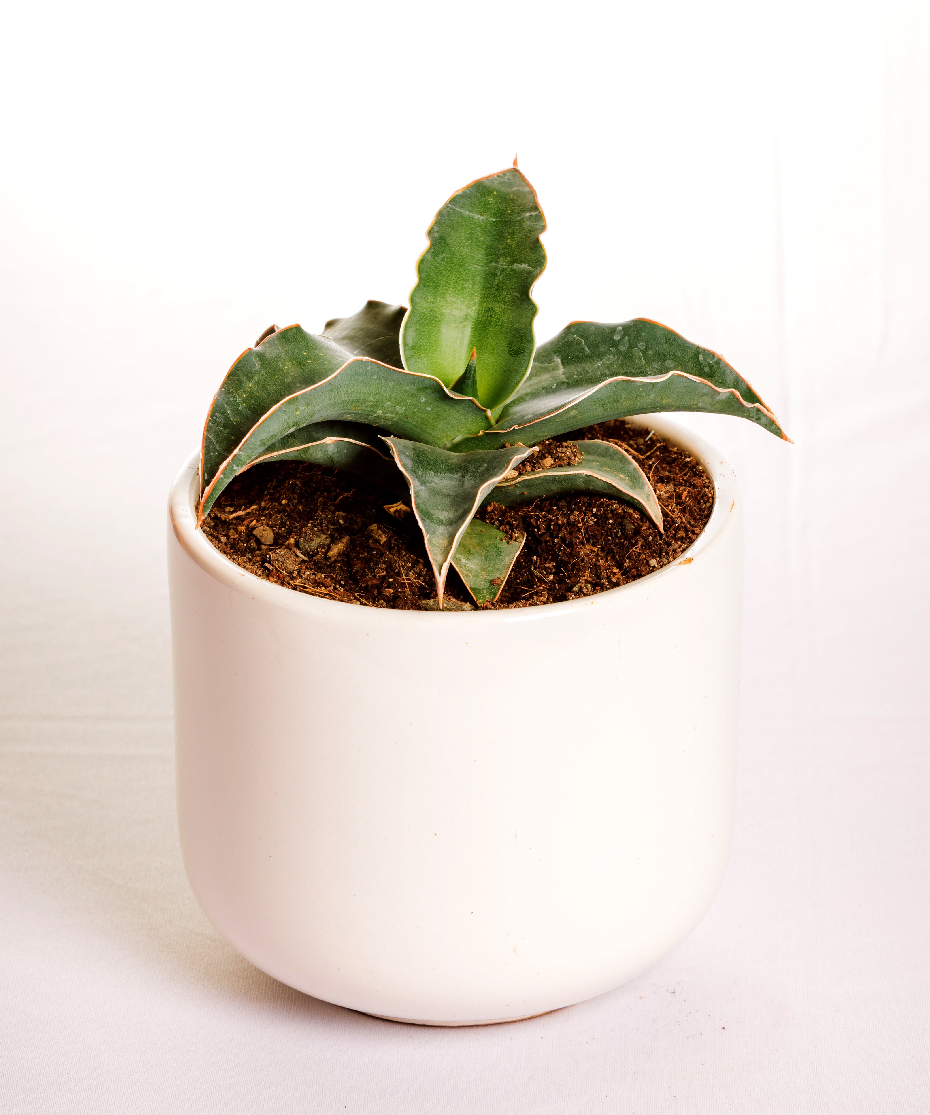 Sanseveria Blue Kew