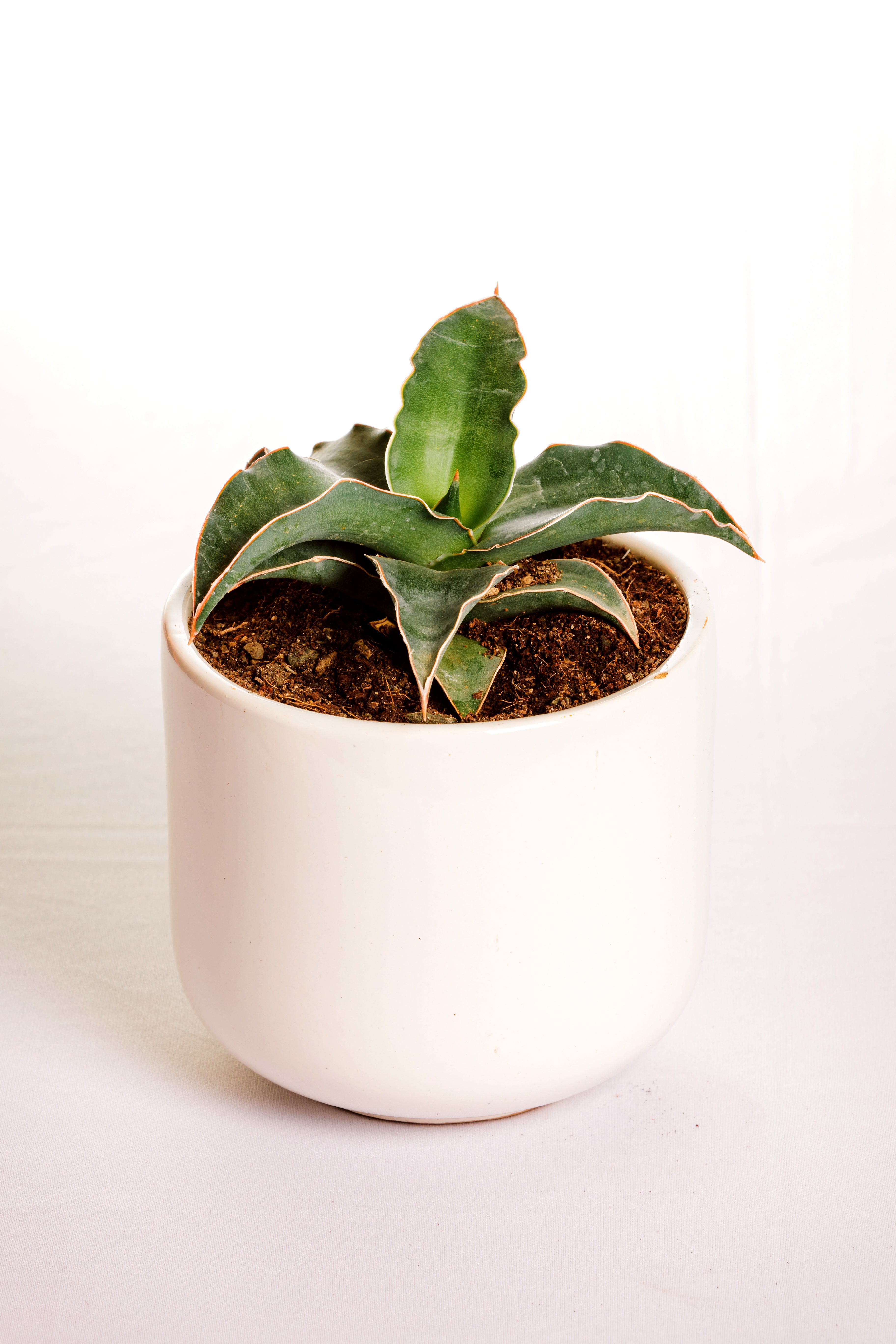 Sanseveria Blue Kew