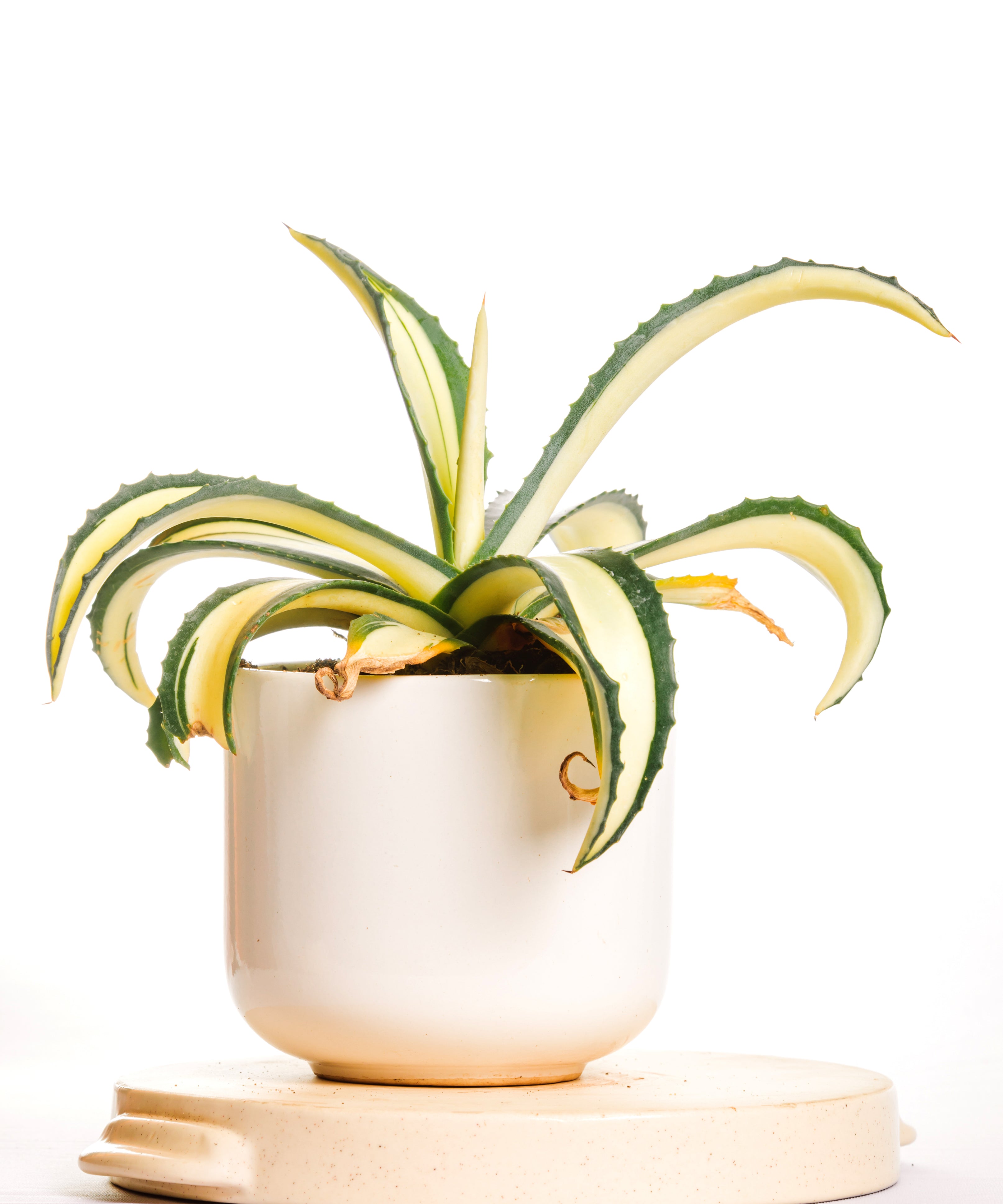 Agave Americana Mediopicta Aurea - Big