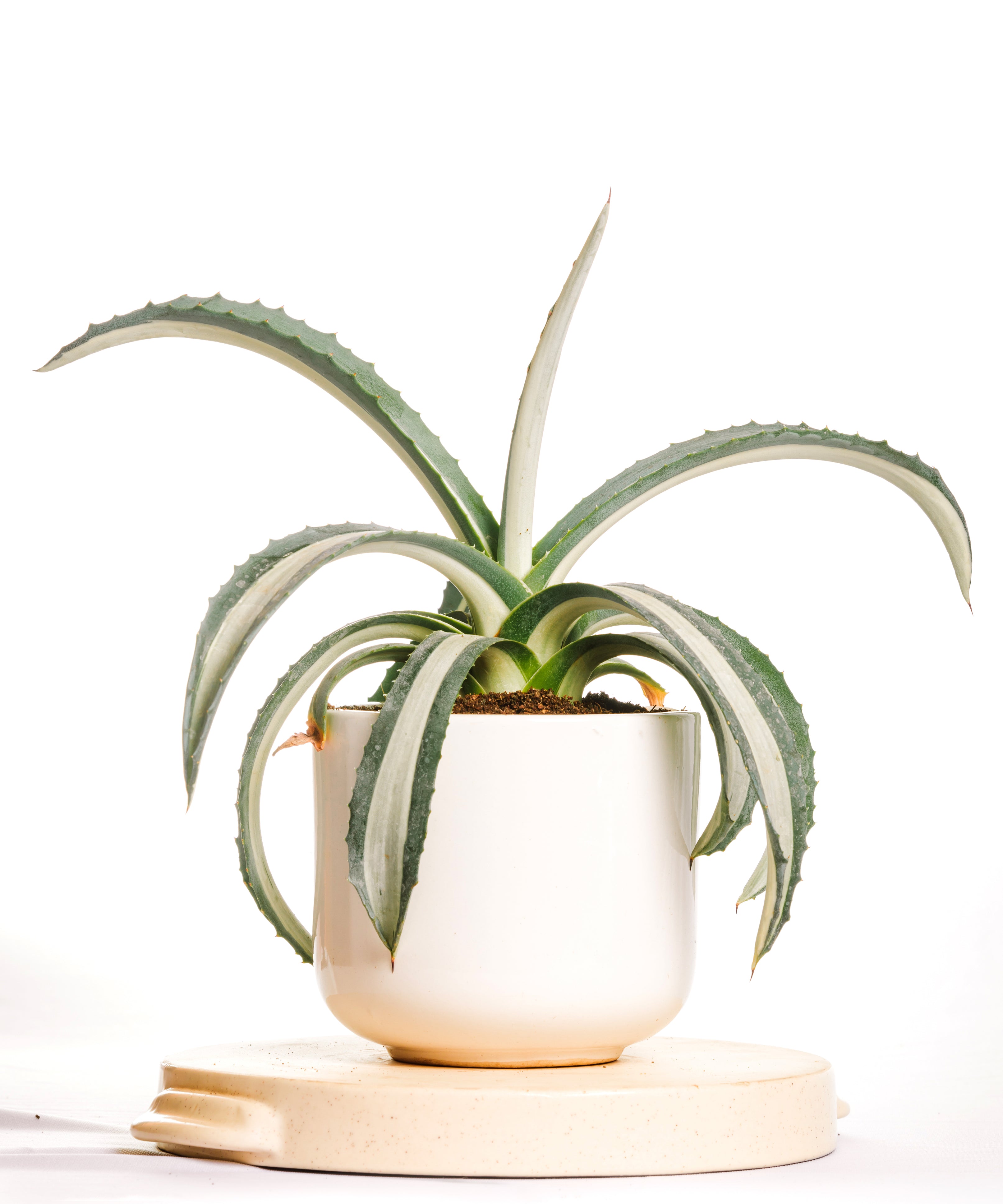 Agave Americana Mediopicta Aurea Alba