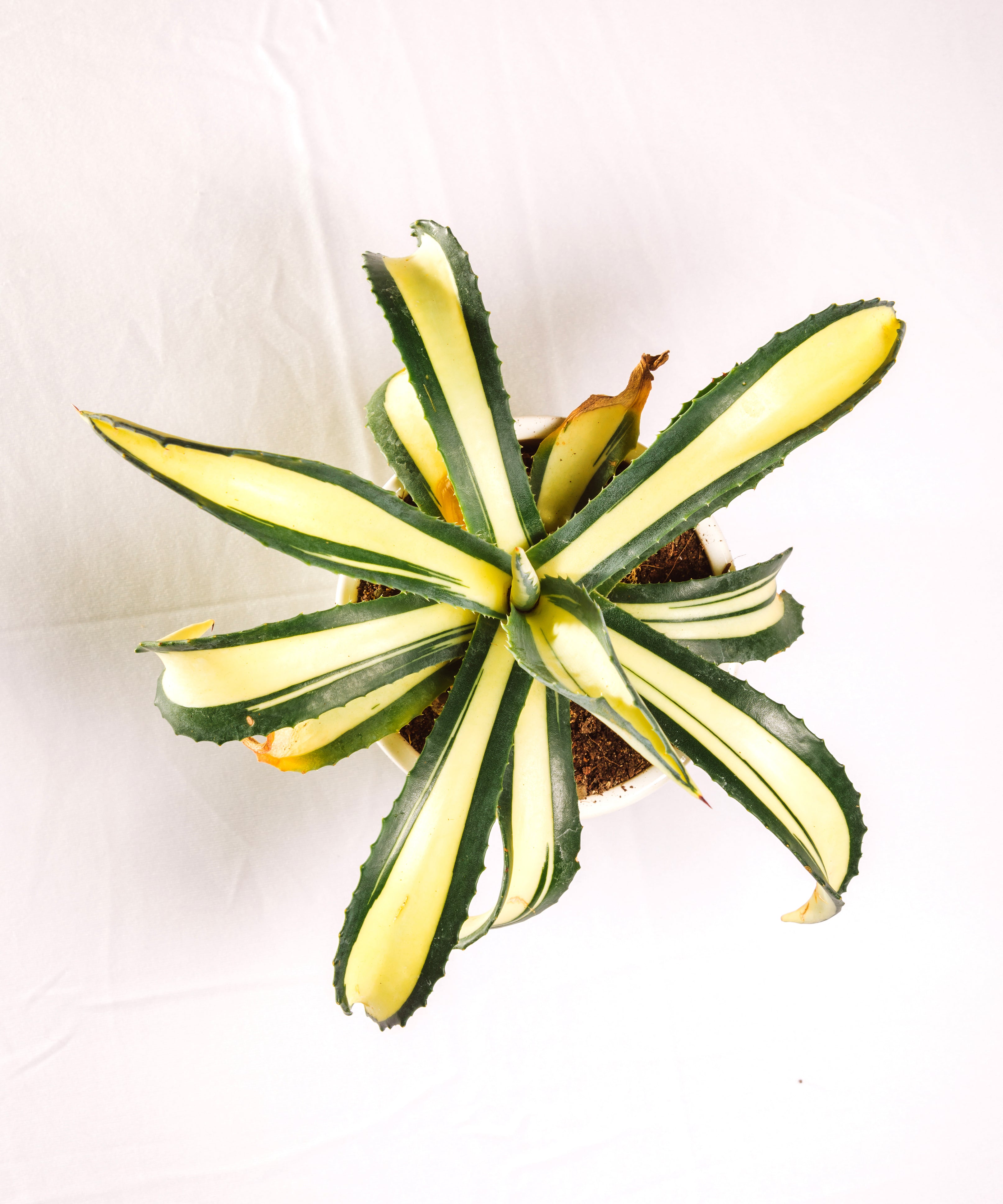 Agave Americana Mediopicta Aurea - Big