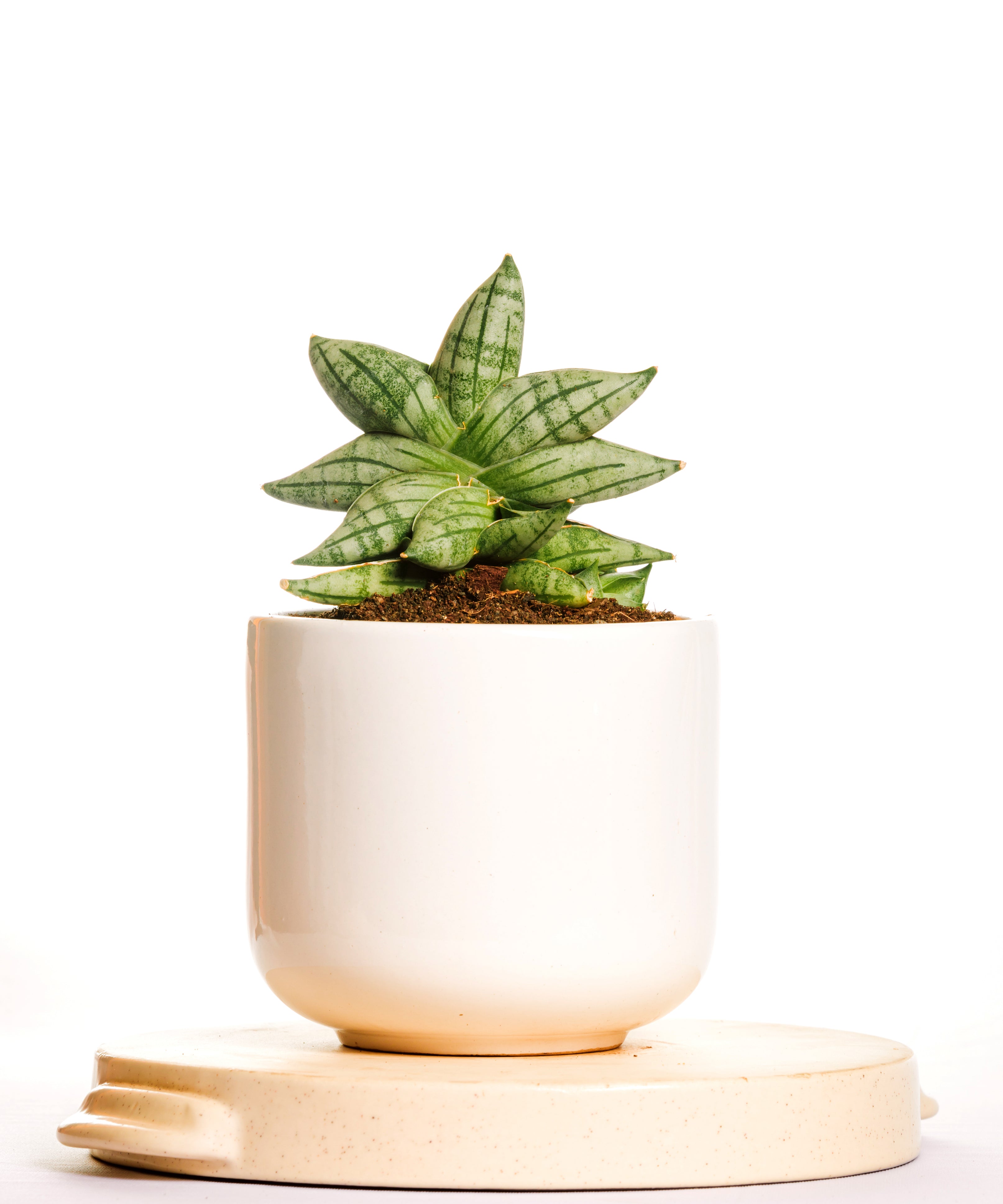 Sanseveria Crab