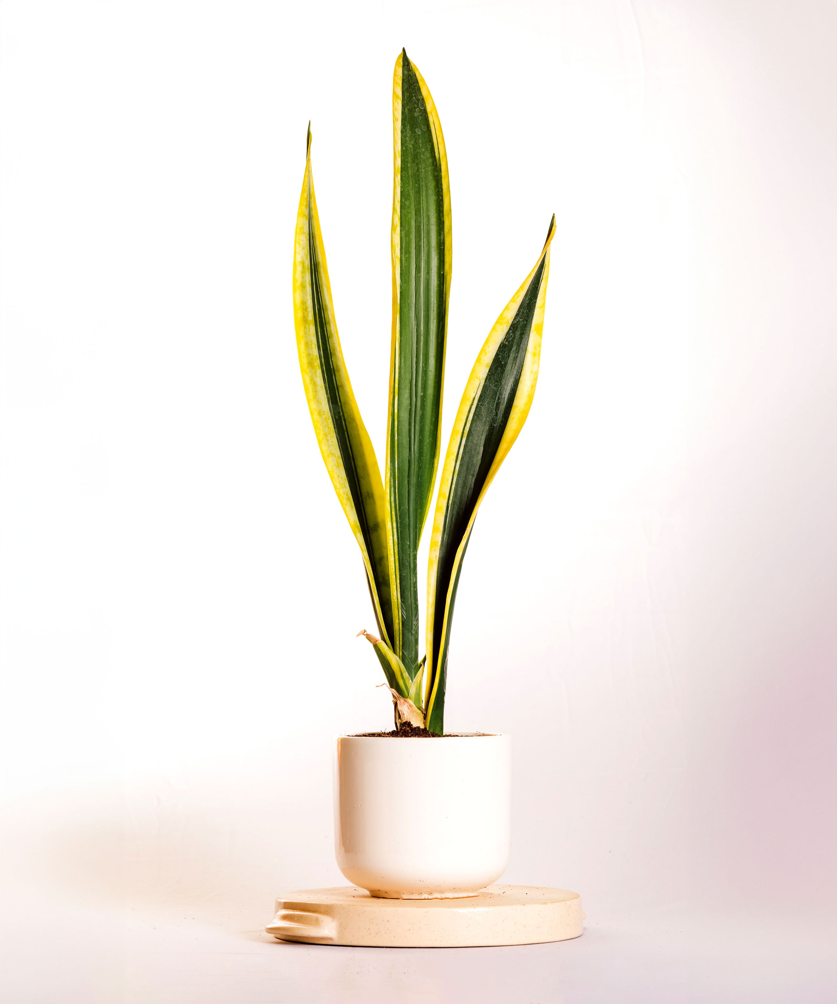 Sanseveria Extreme Black