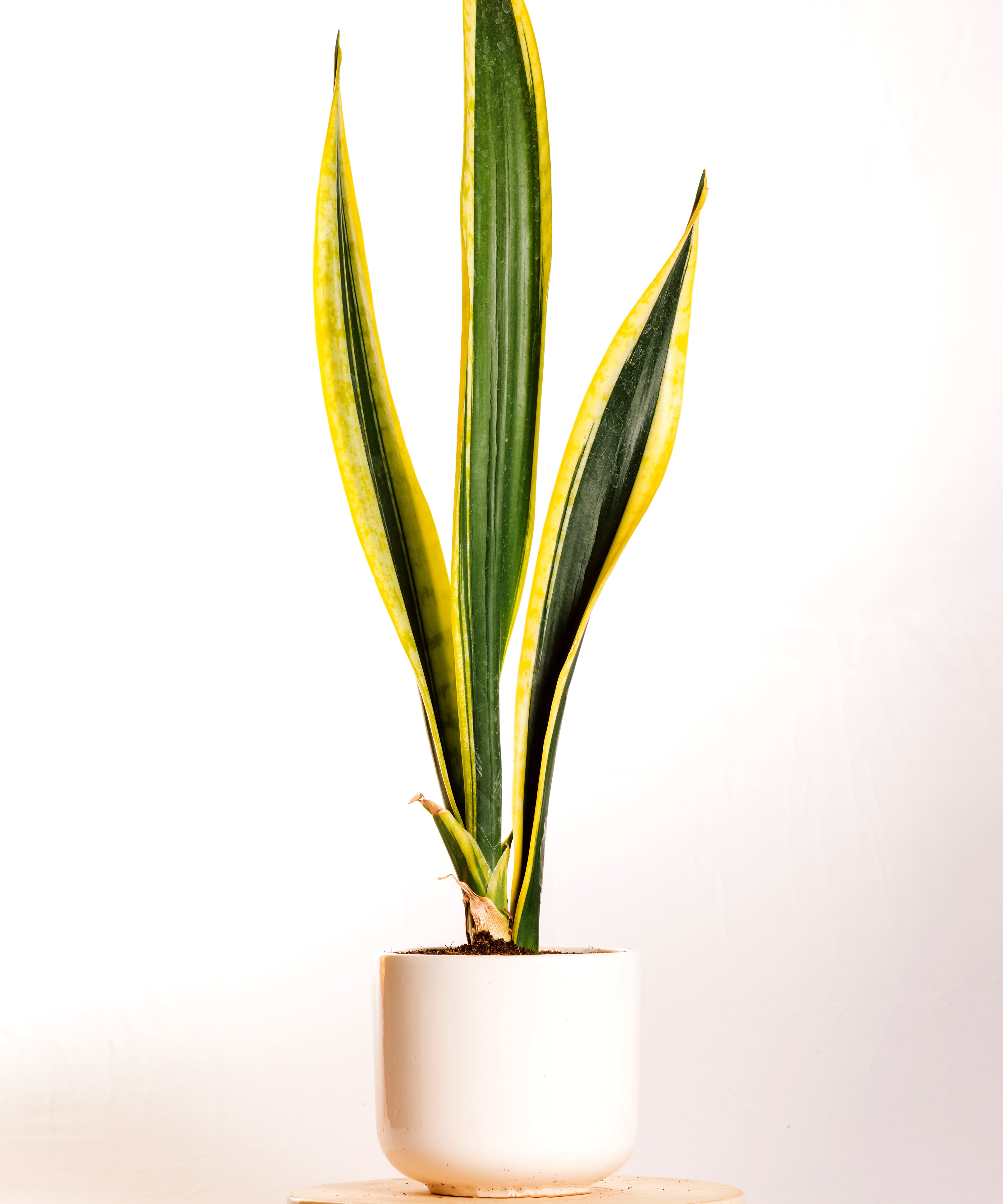 Sanseveria Extreme Black