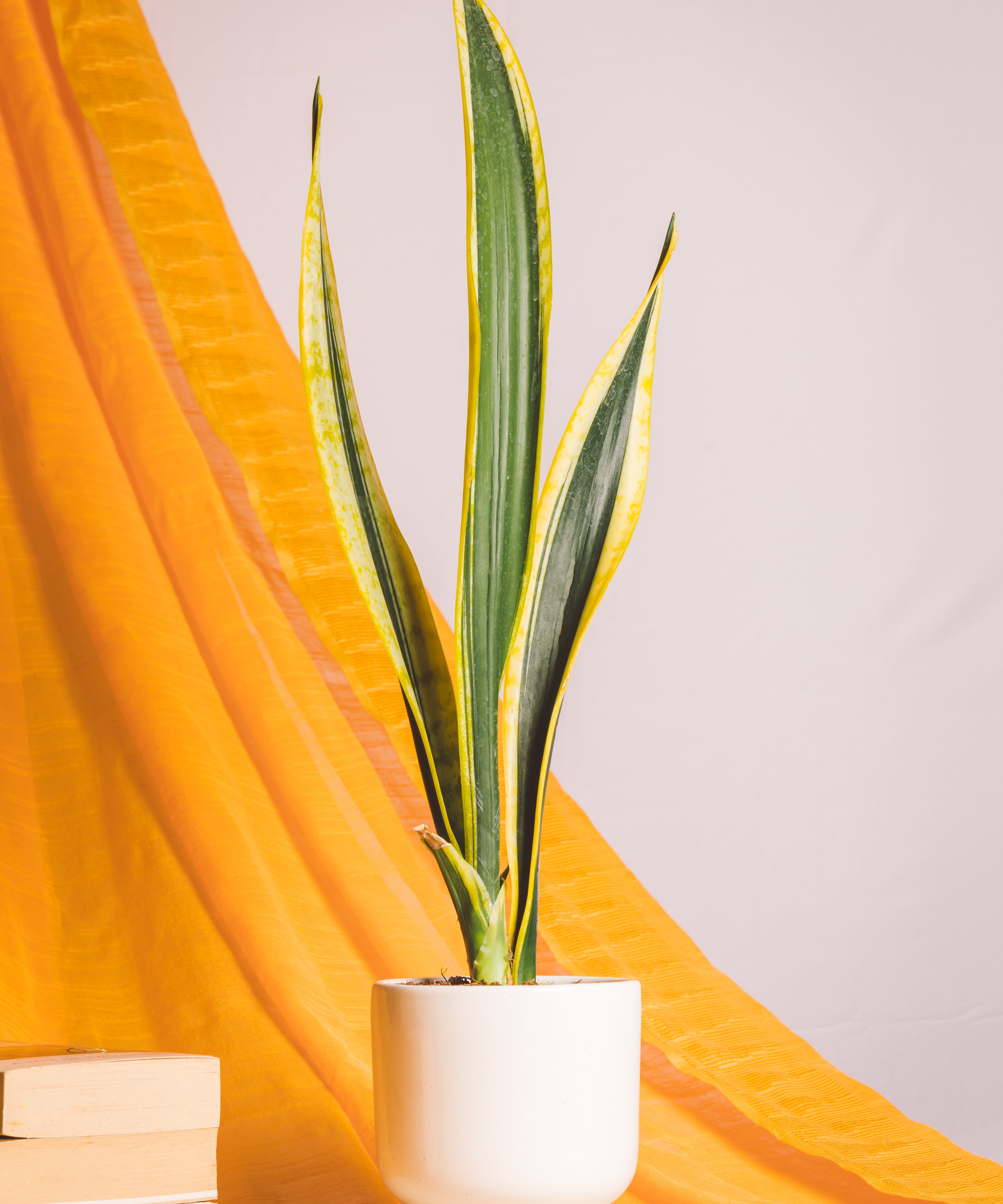 Sanseveria Extreme Black