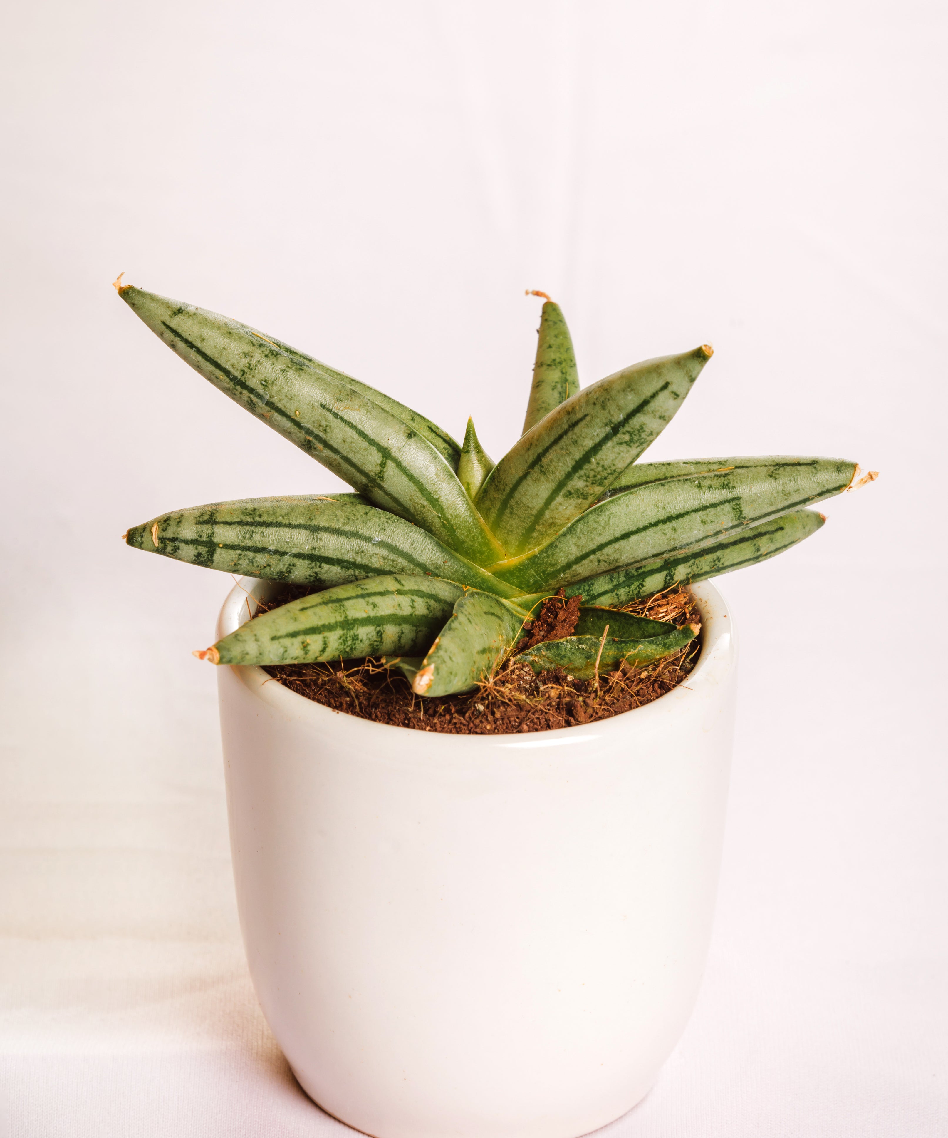 Sanseveria Fatman