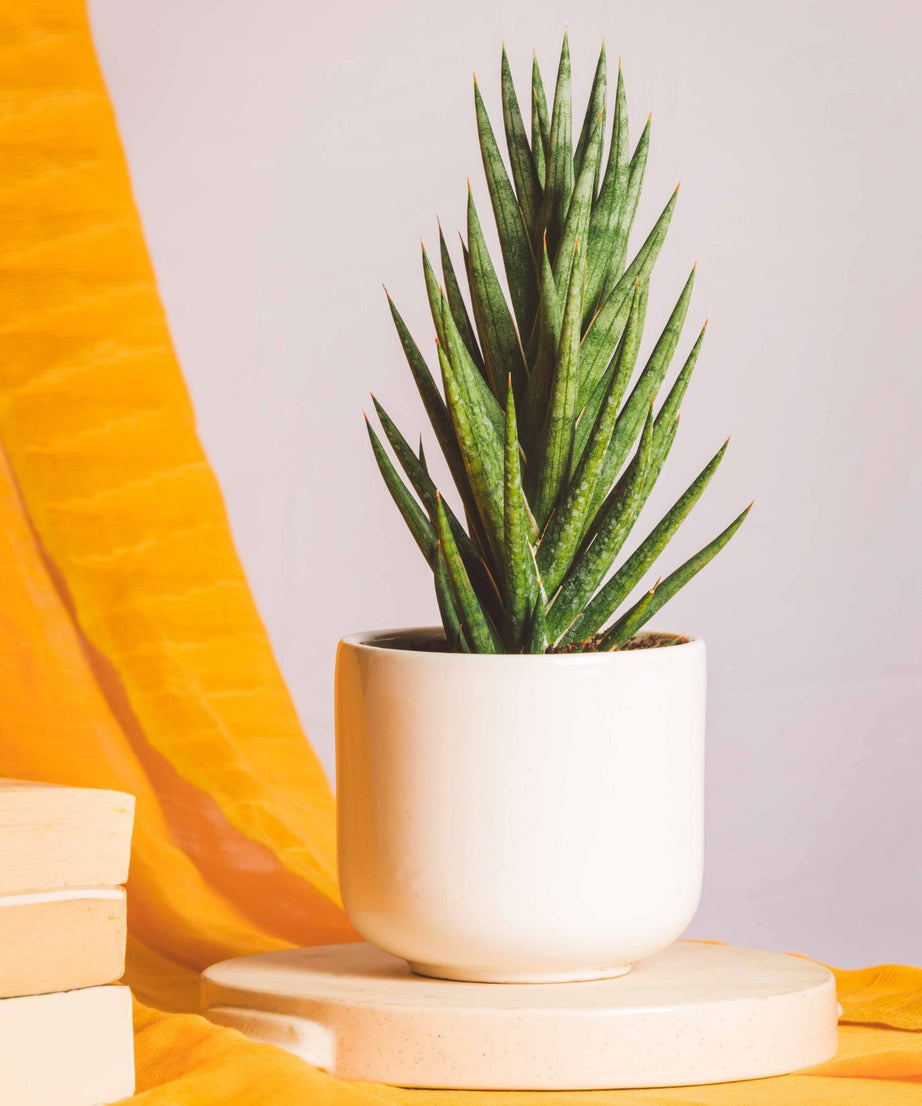 Sanseveria Francissi