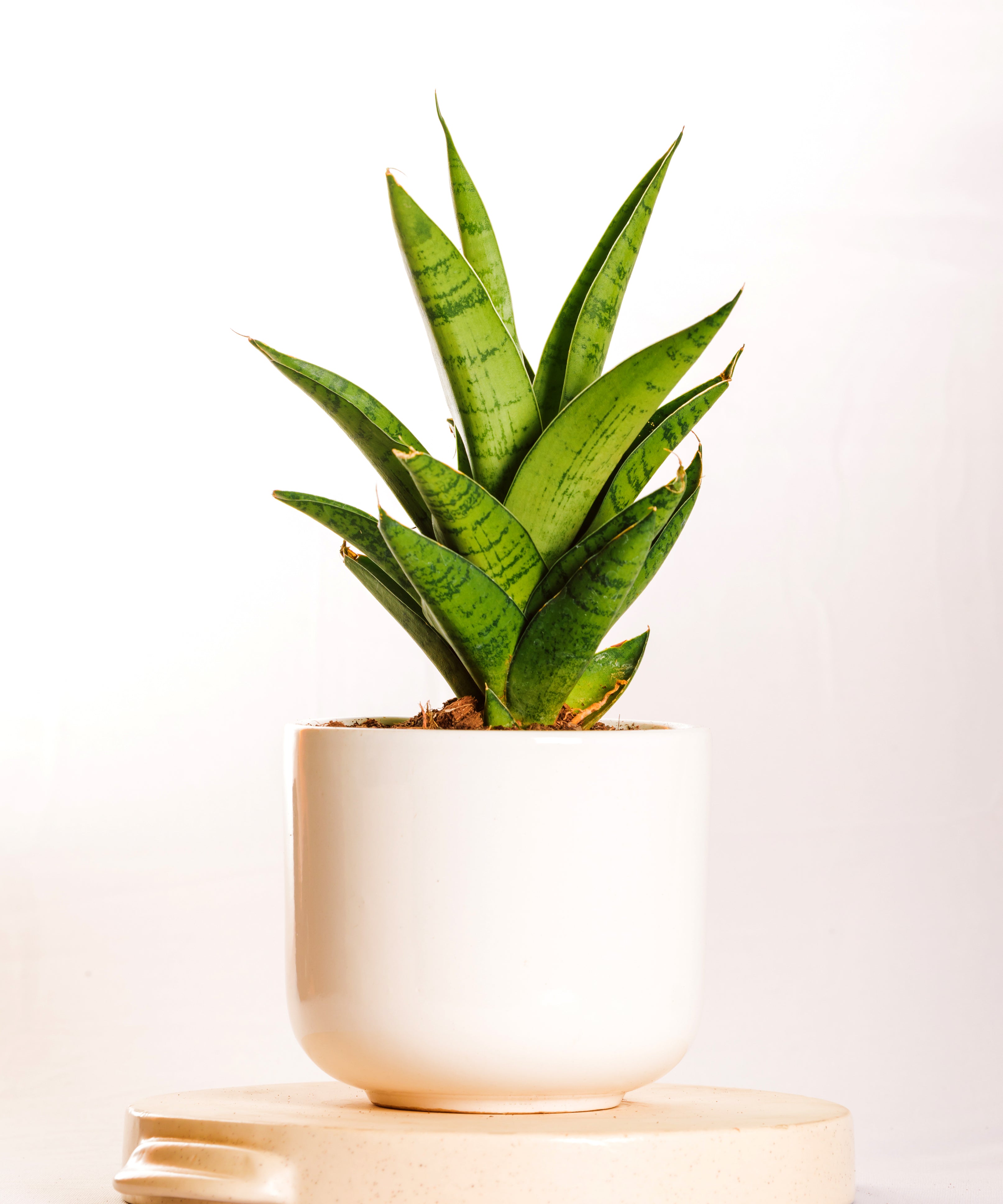 Sanseveria Gabriella