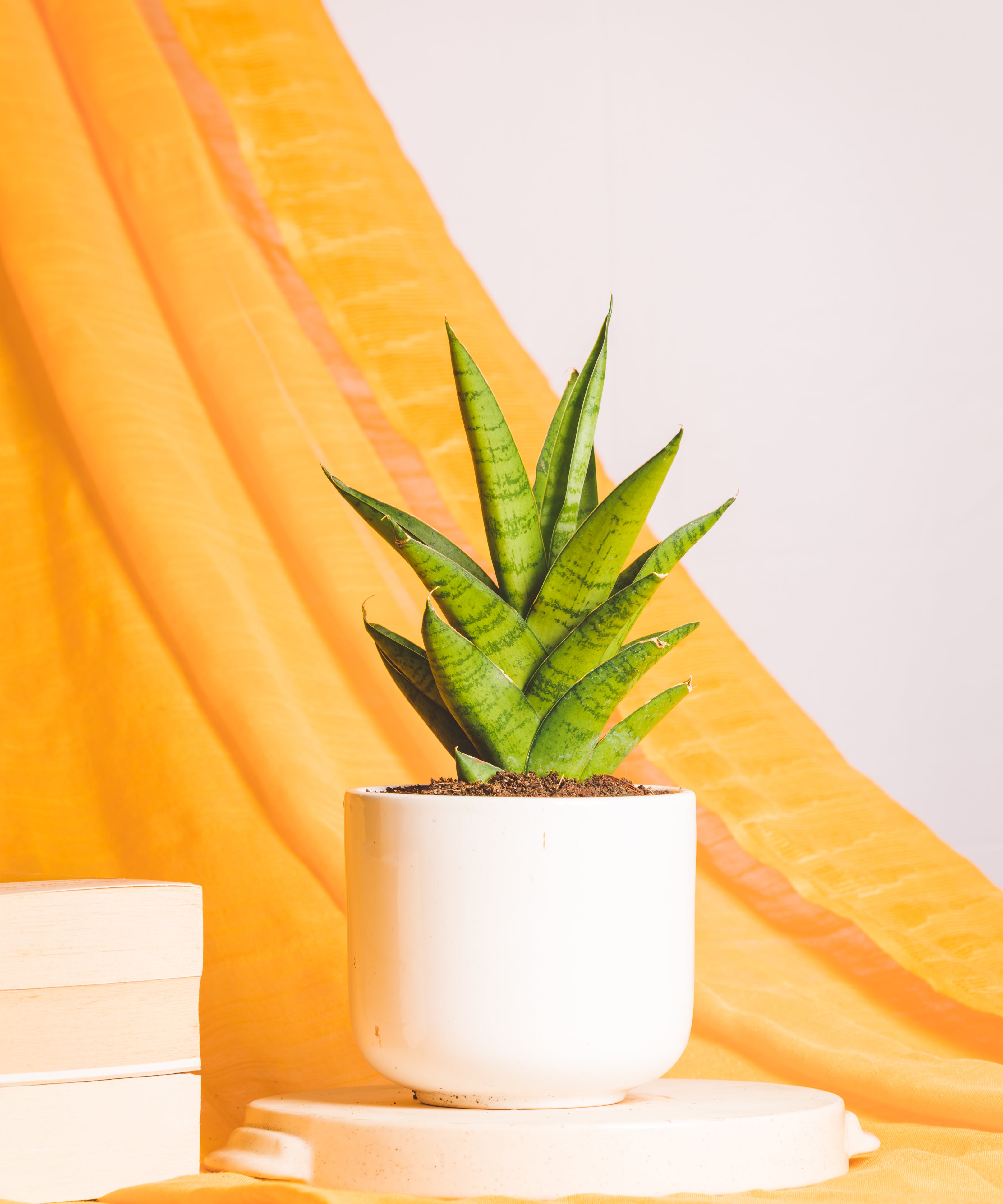 Sanseveria Gabriella